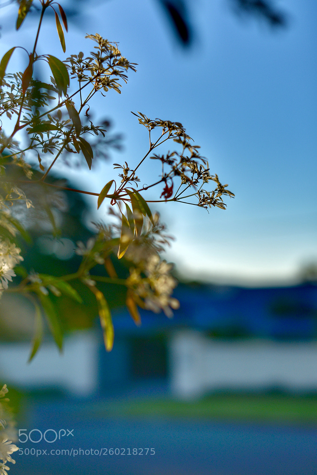 Nikon D800 sample photo. 《autumn in brisbane.》1。 photography
