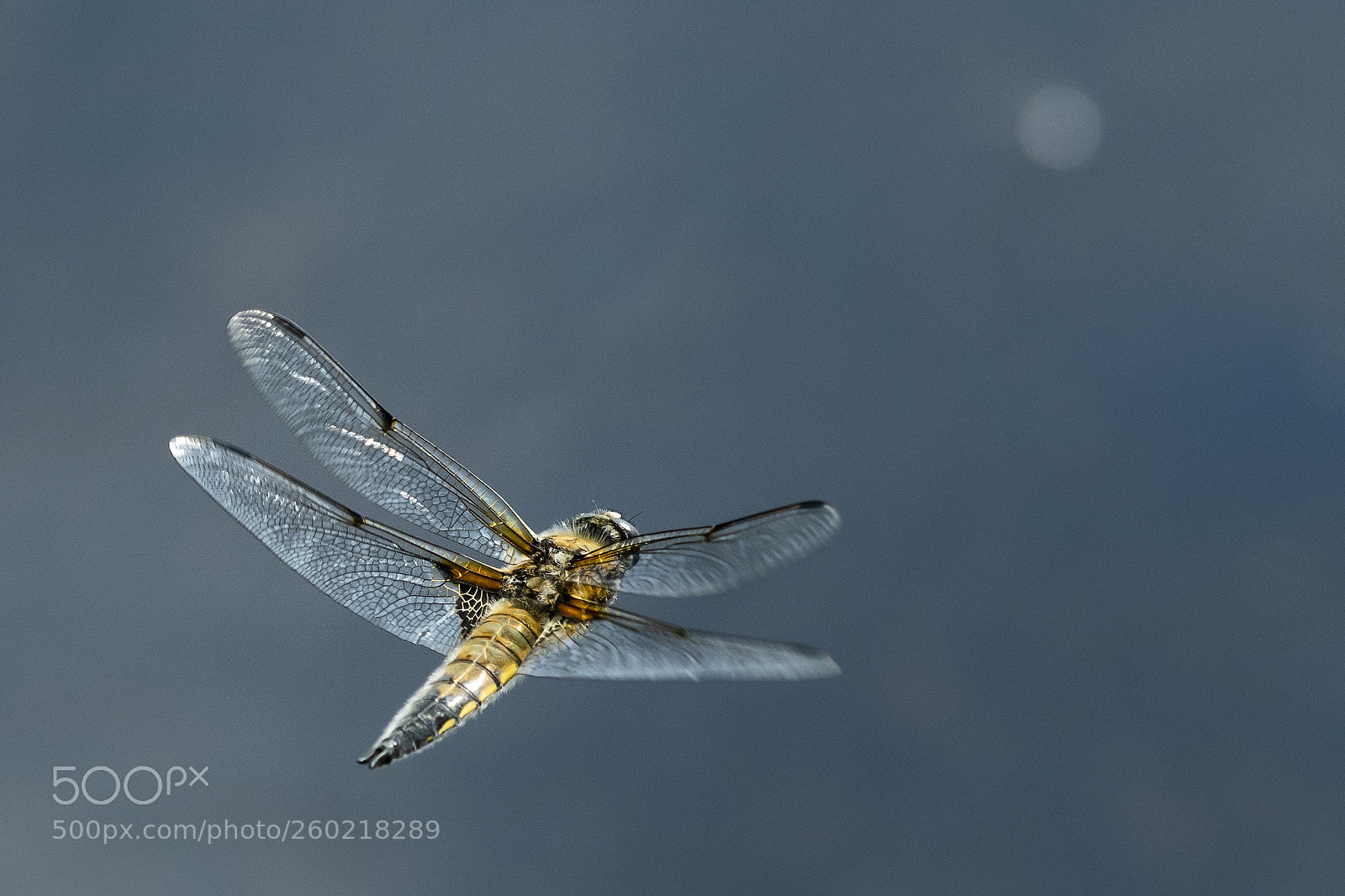 Nikon D850 sample photo. Libellula quadrimaculata photography