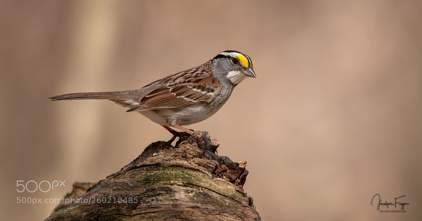 Nikon D750 sample photo. White-throated sparrow photography