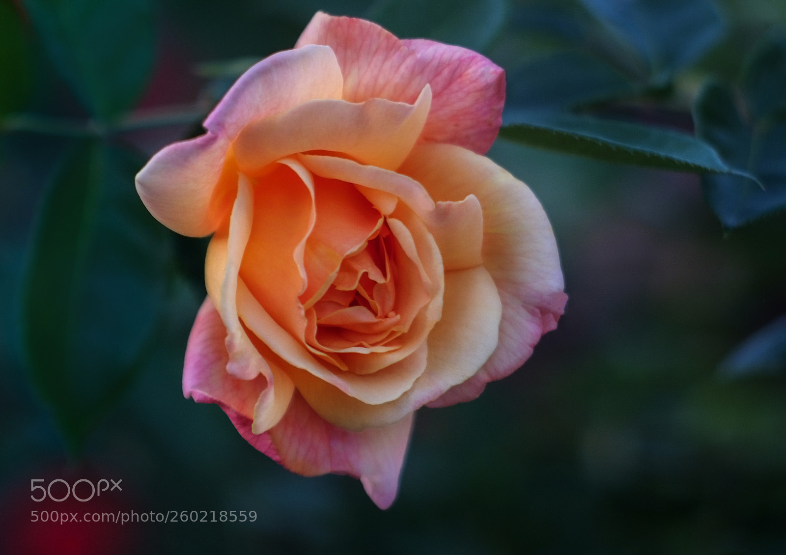 Fujifilm X-T10 sample photo. Rose photography