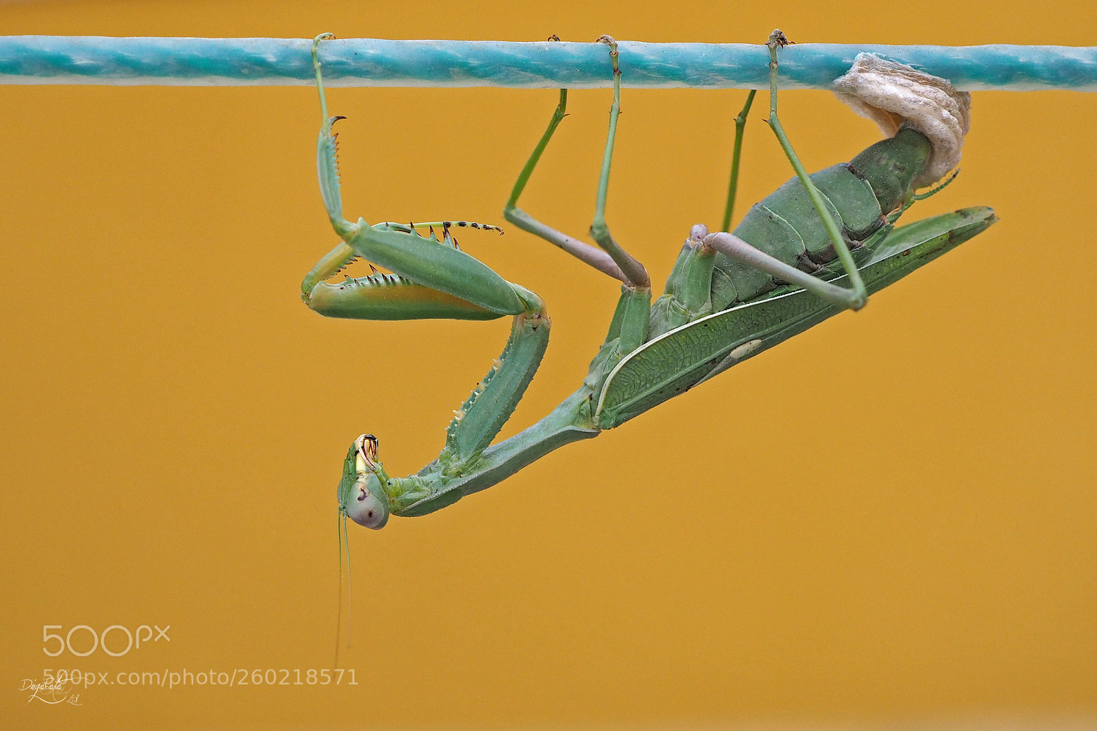 Olympus OM-D E-M10 II sample photo. Mantis anidando photography