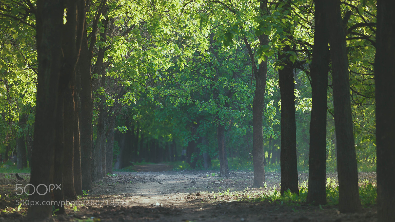 Canon EOS 5D sample photo. Spring evening photography