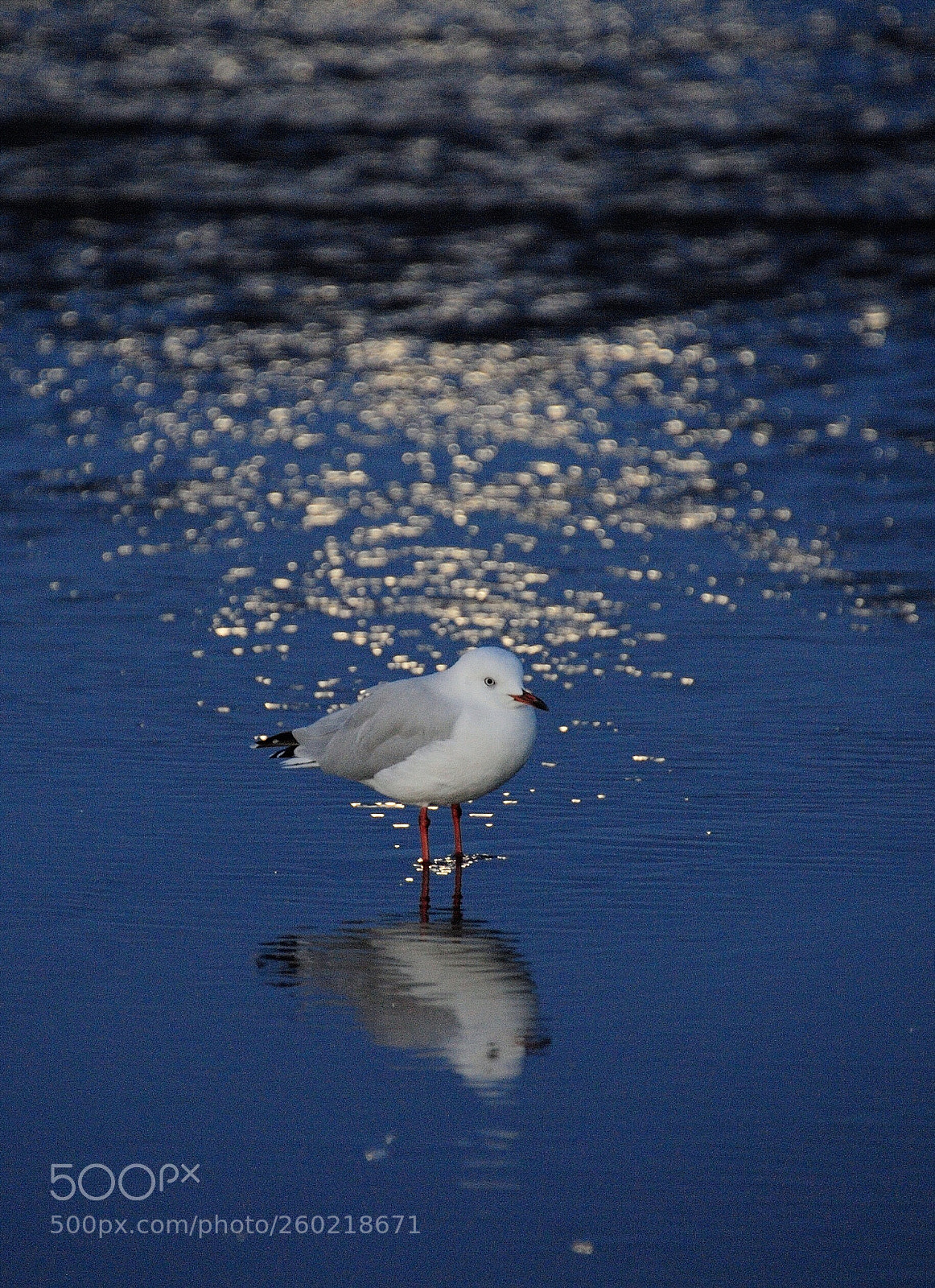 Nikon D700 sample photo. Untitled photography