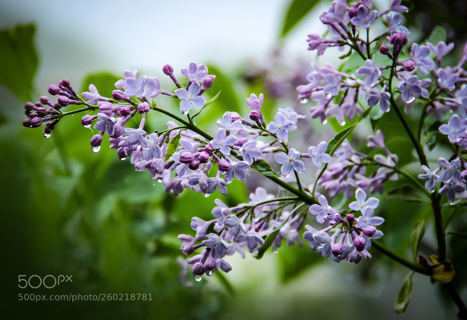 Canon EOS 600D (Rebel EOS T3i / EOS Kiss X5) sample photo. Lilac branch photography