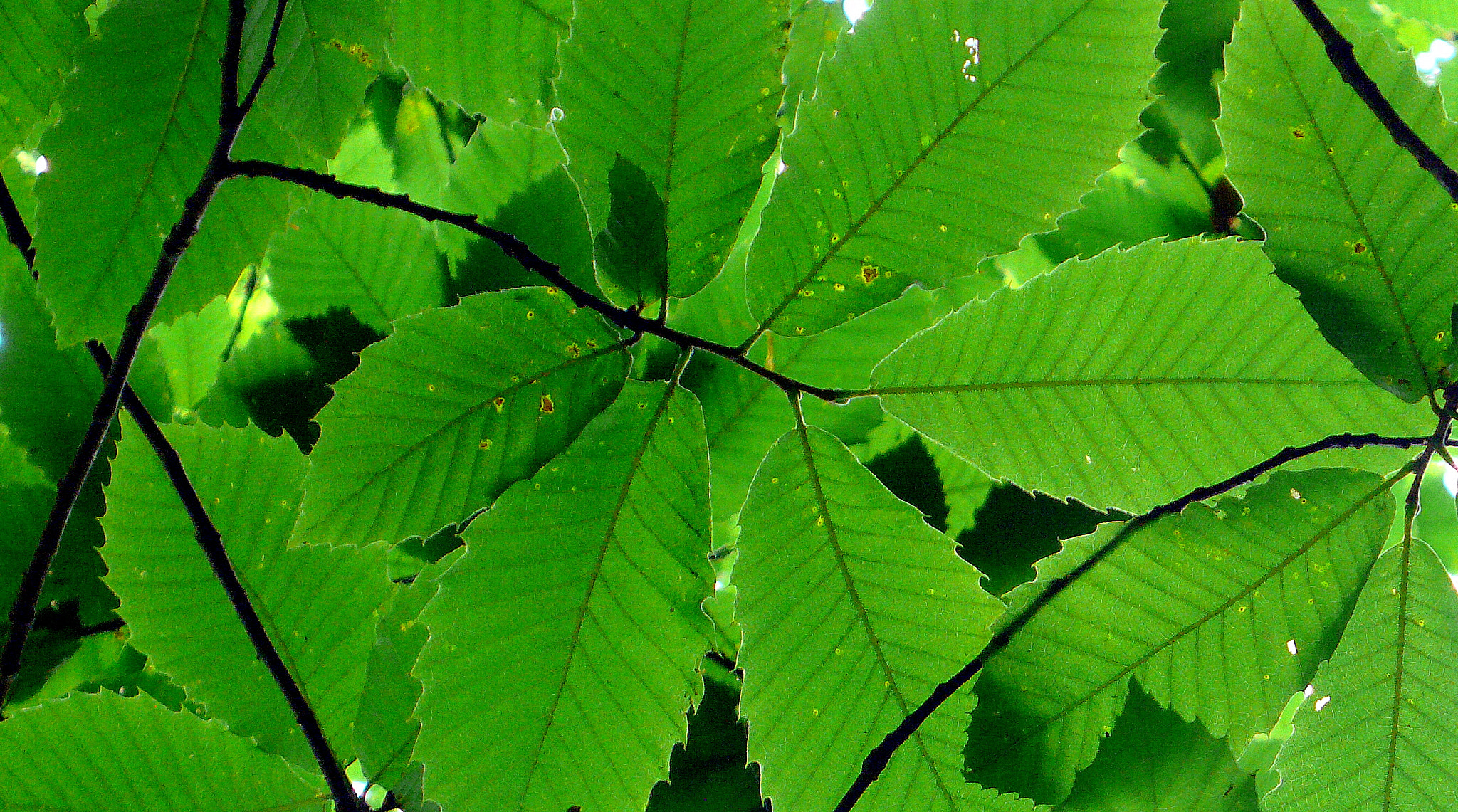 Panasonic DMC-LX2 sample photo. Asturias - españa photography