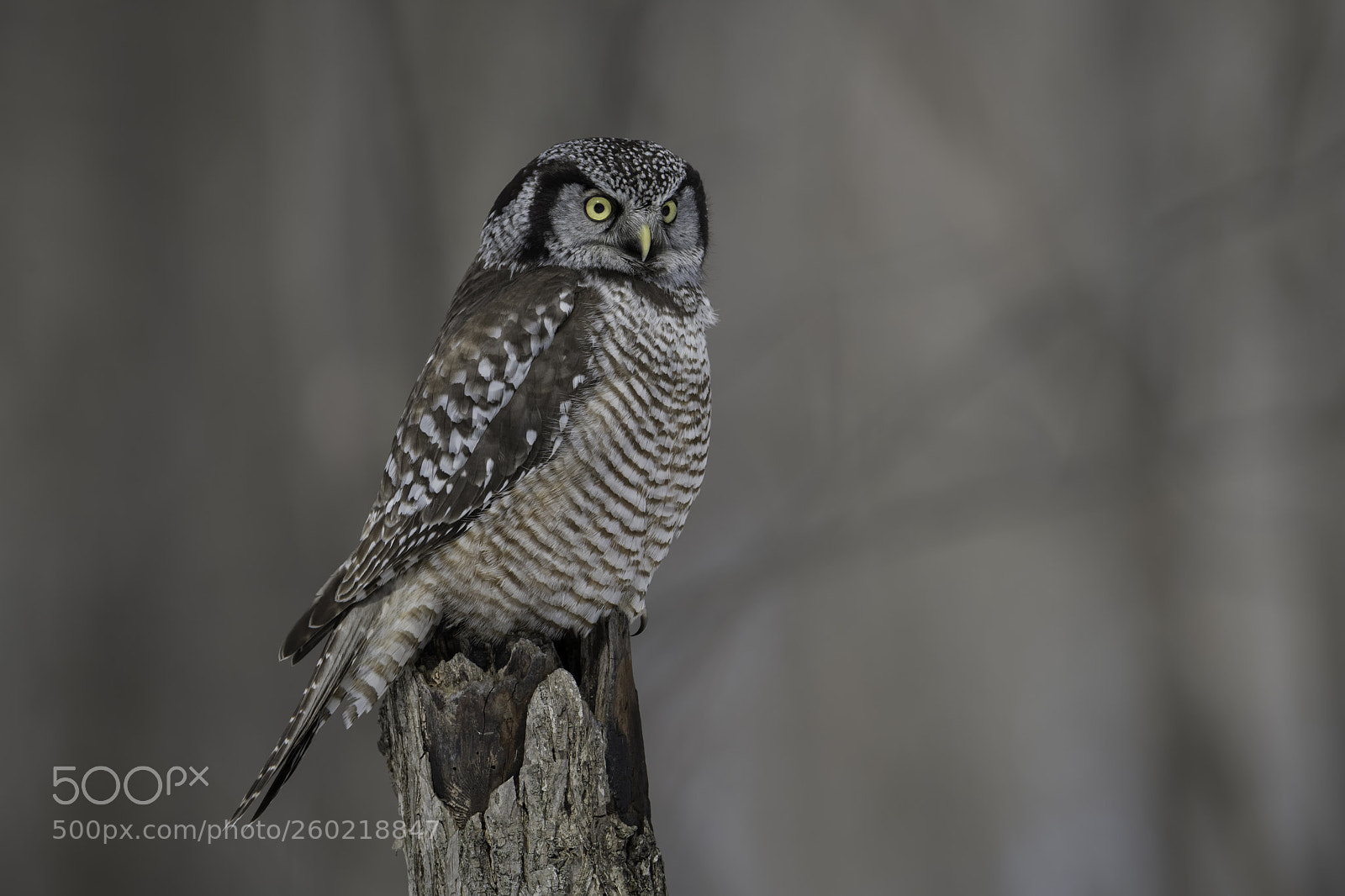 Nikon D850 sample photo. A northern hawk owl photography