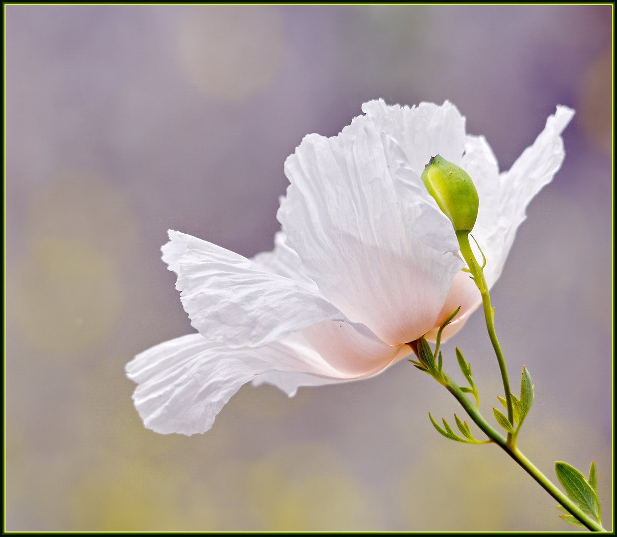 Sigma 120-400mm F4.5-5.6 DG OS HSM sample photo. Elegant spring poppy photography