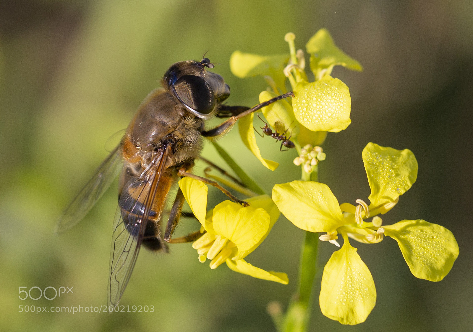 Canon EOS 6D sample photo. The bee photography