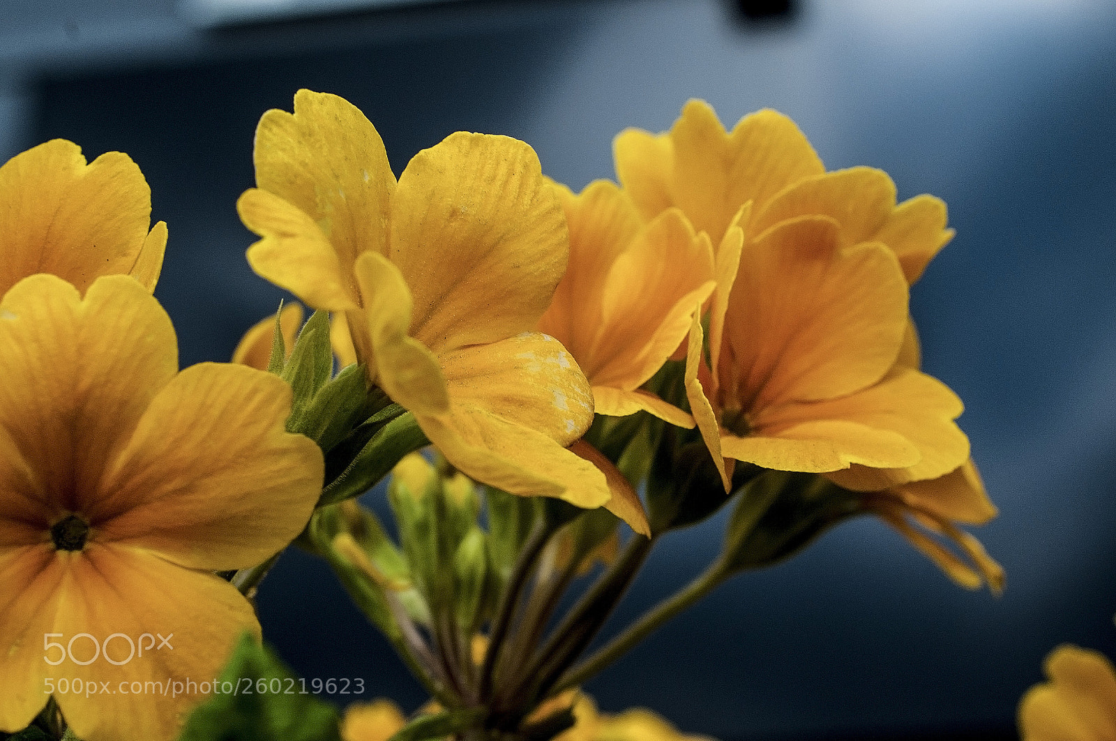Nikon D700 sample photo. A bunch of flowers. photography