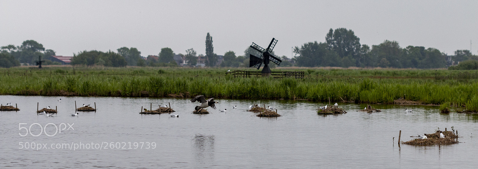 Canon EOS 70D sample photo. Broedseizoen wormer en jisperveld photography