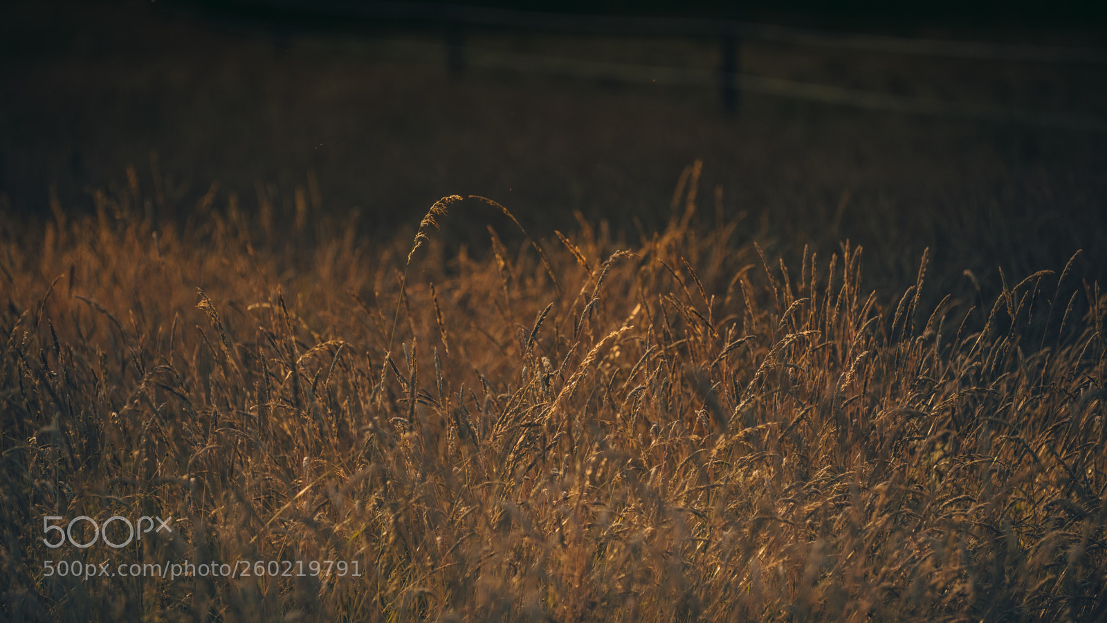 Fujifilm X-H1 sample photo. Field of gold photography