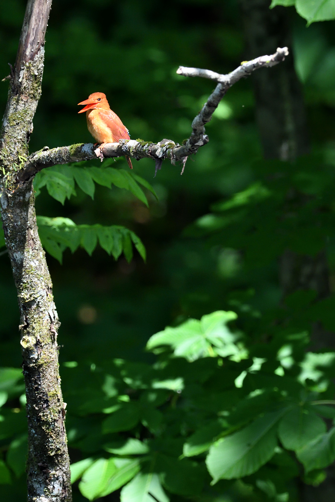 Nikon D500 sample photo. Ruddy kingfisher photography