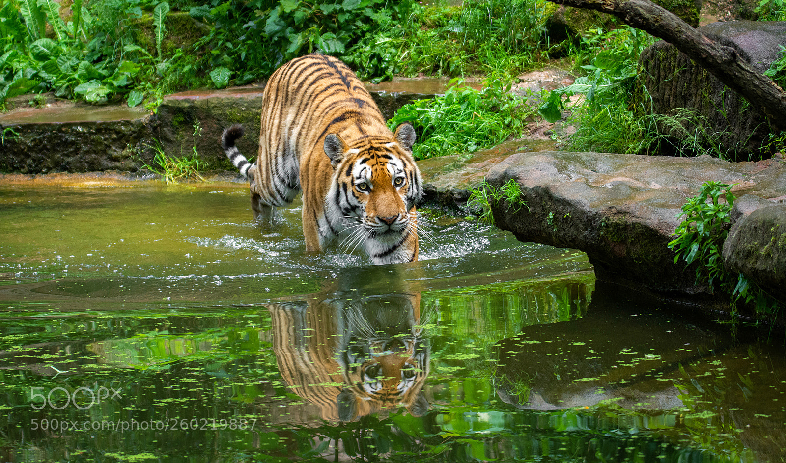 Nikon D7100 sample photo. Rein ins nasse... photography