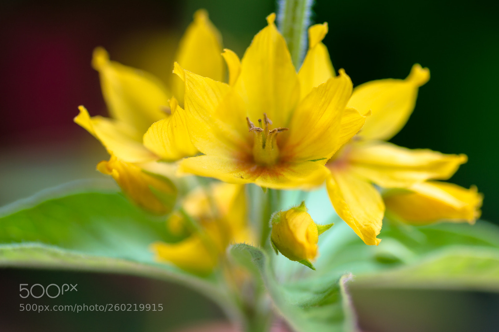 Nikon D3200 sample photo. Lysimachia punctata photography