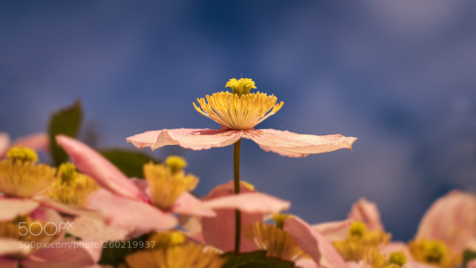 Nikon D850 sample photo. The towering flower photography