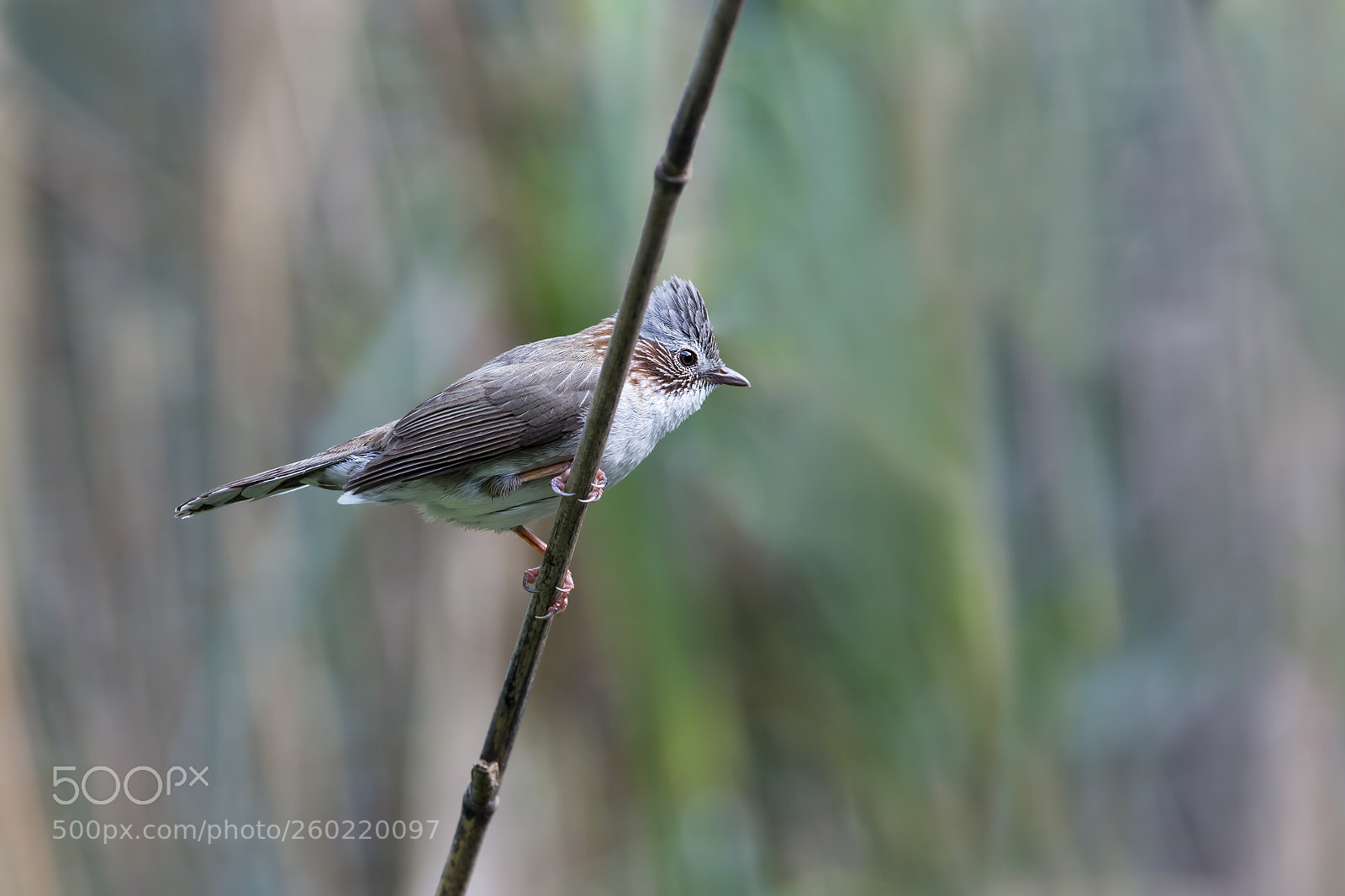 Nikon D4 sample photo. Striated yuhina photography