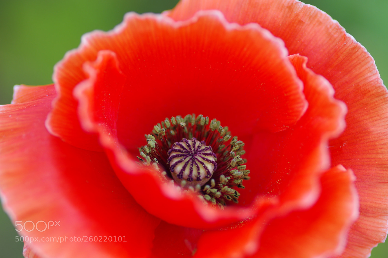 Pentax K-3 II sample photo. White fringed frills photography