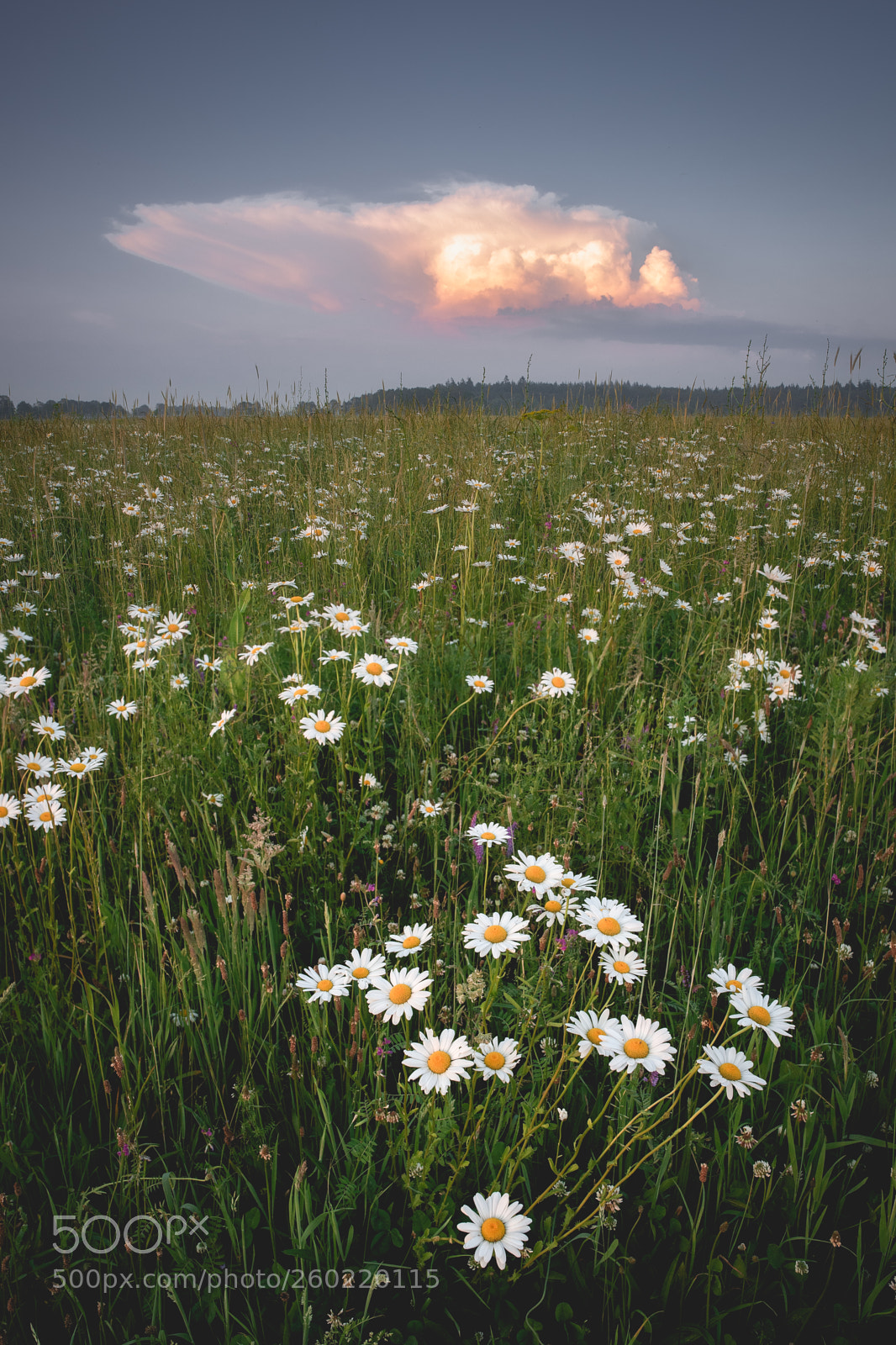 Nikon D750 sample photo. Flower field photography
