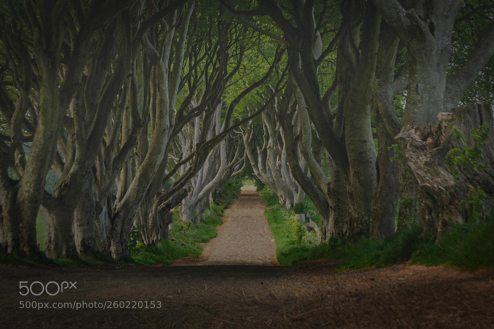 Pentax K-70 sample photo. The king's road photography