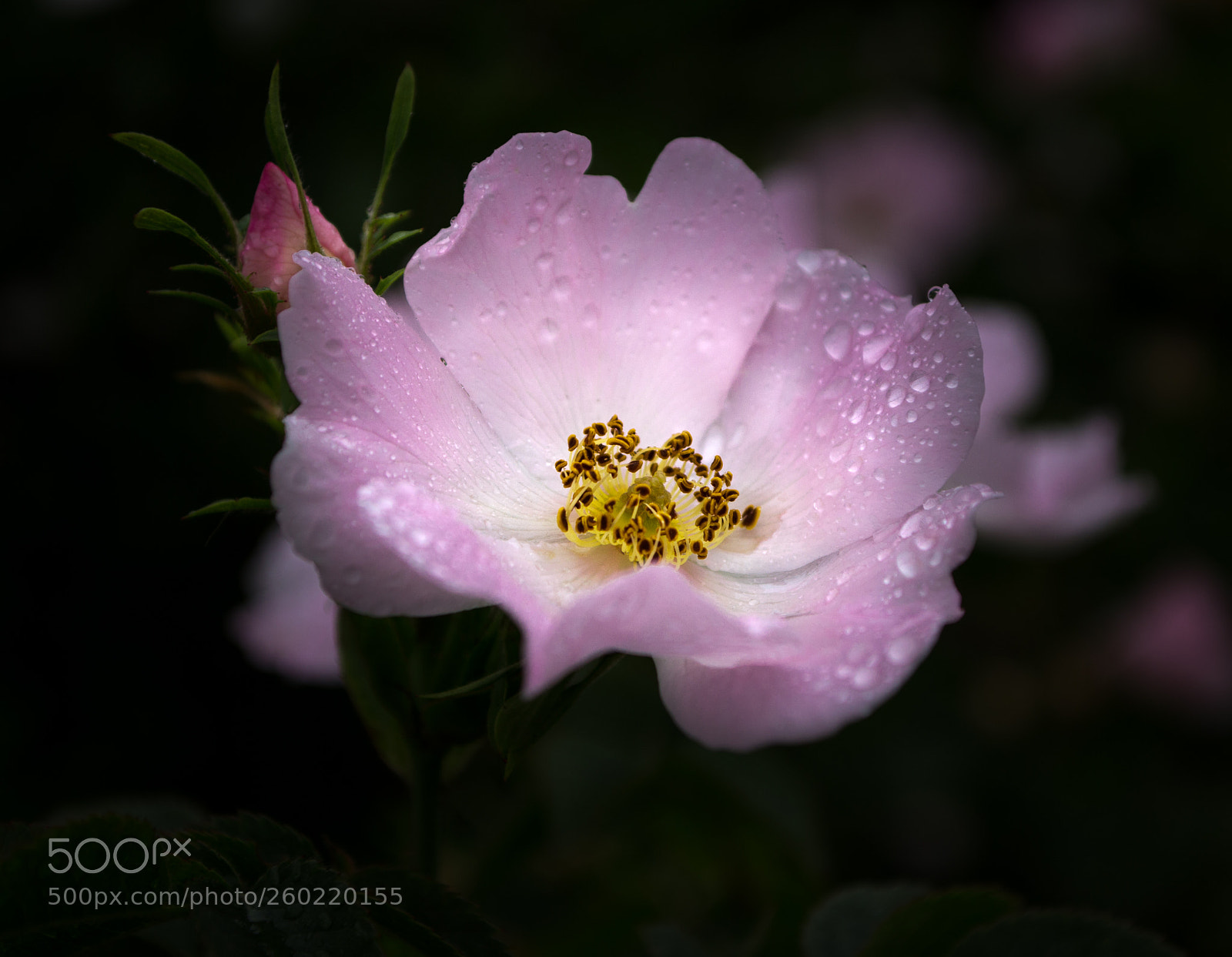 Nikon D3100 sample photo. Dog rose photography