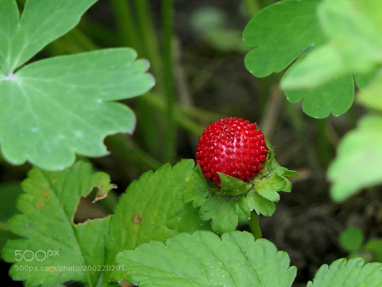 Panasonic Lumix DMC-FZ2500 (Lumix DMC-FZ2000) sample photo. Summer temptation photography