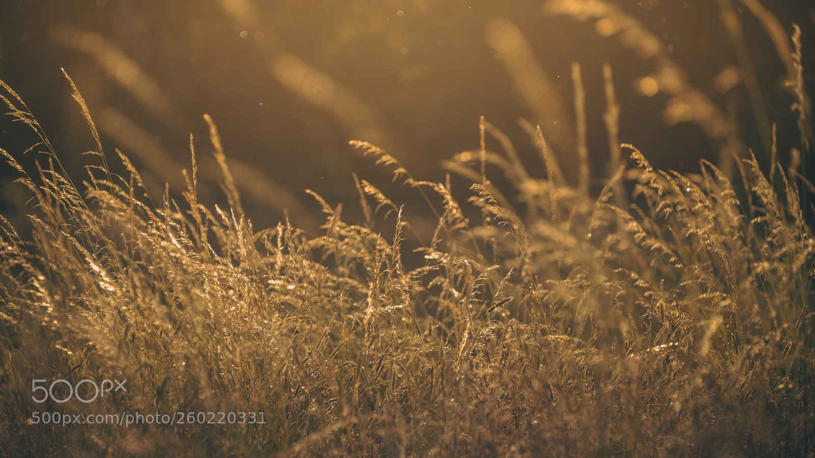 Fujifilm X-H1 sample photo. Sun colors photography