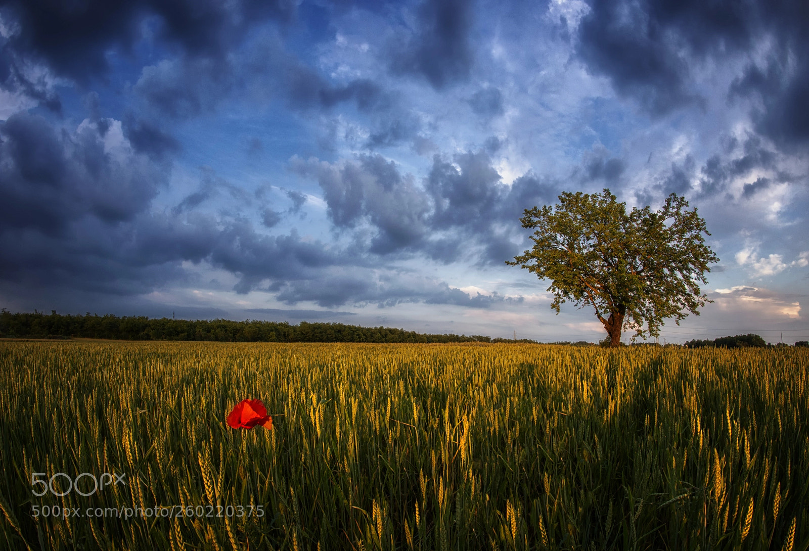 Nikon D7100 sample photo. Cultivated fields photography