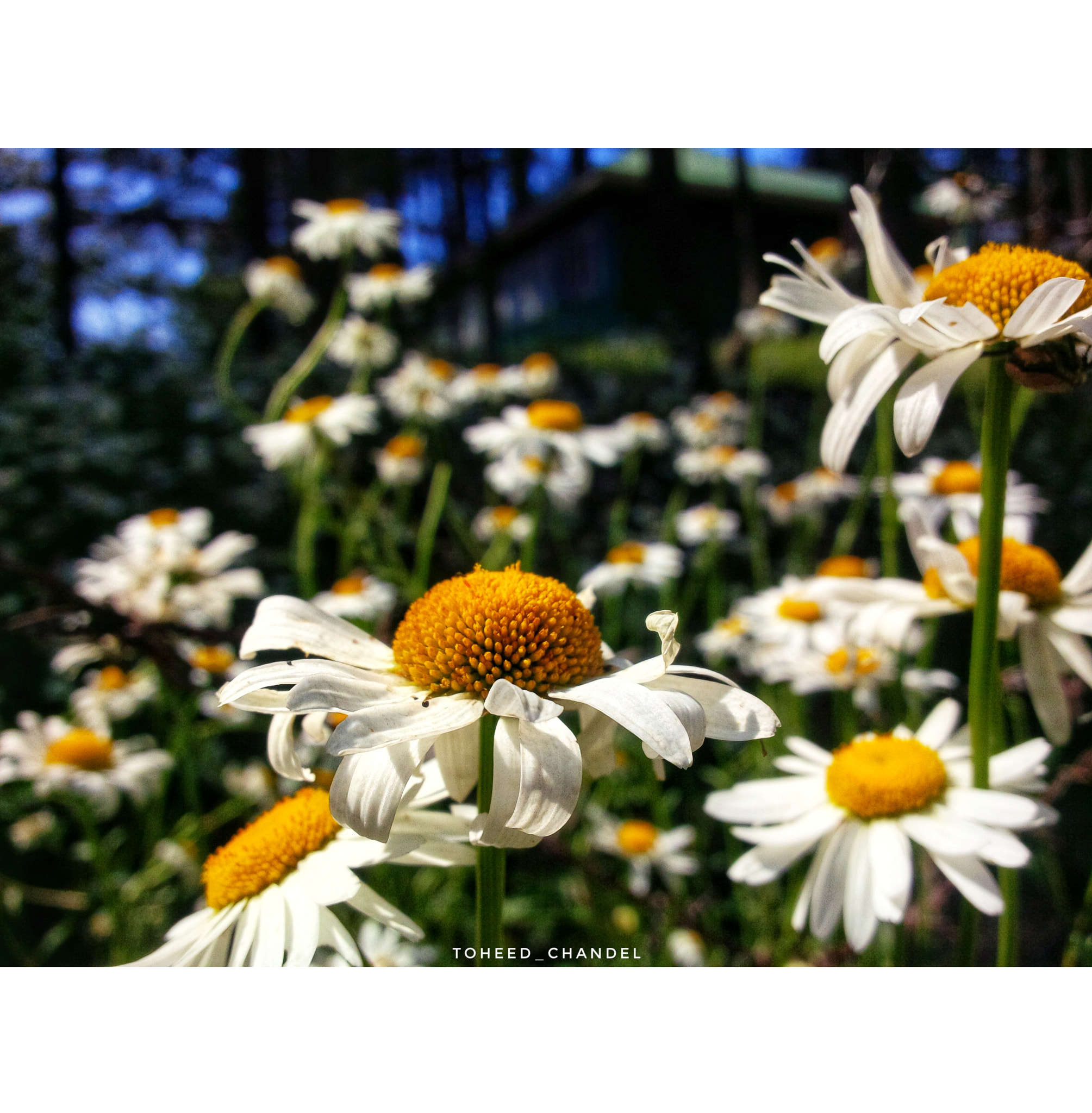 BlackBerry Z10 sample photo