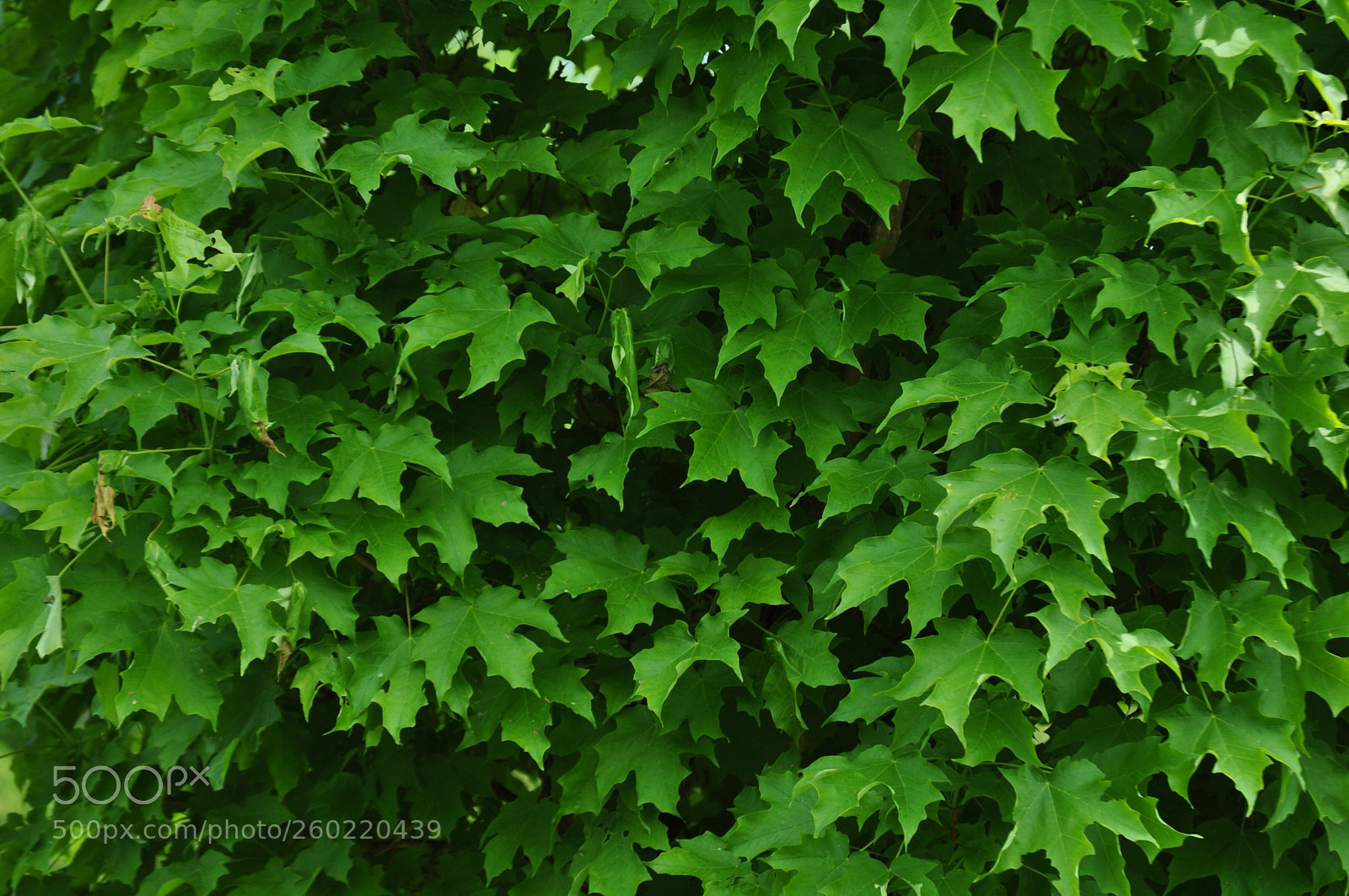 Nikon D5000 sample photo. Green nature photography