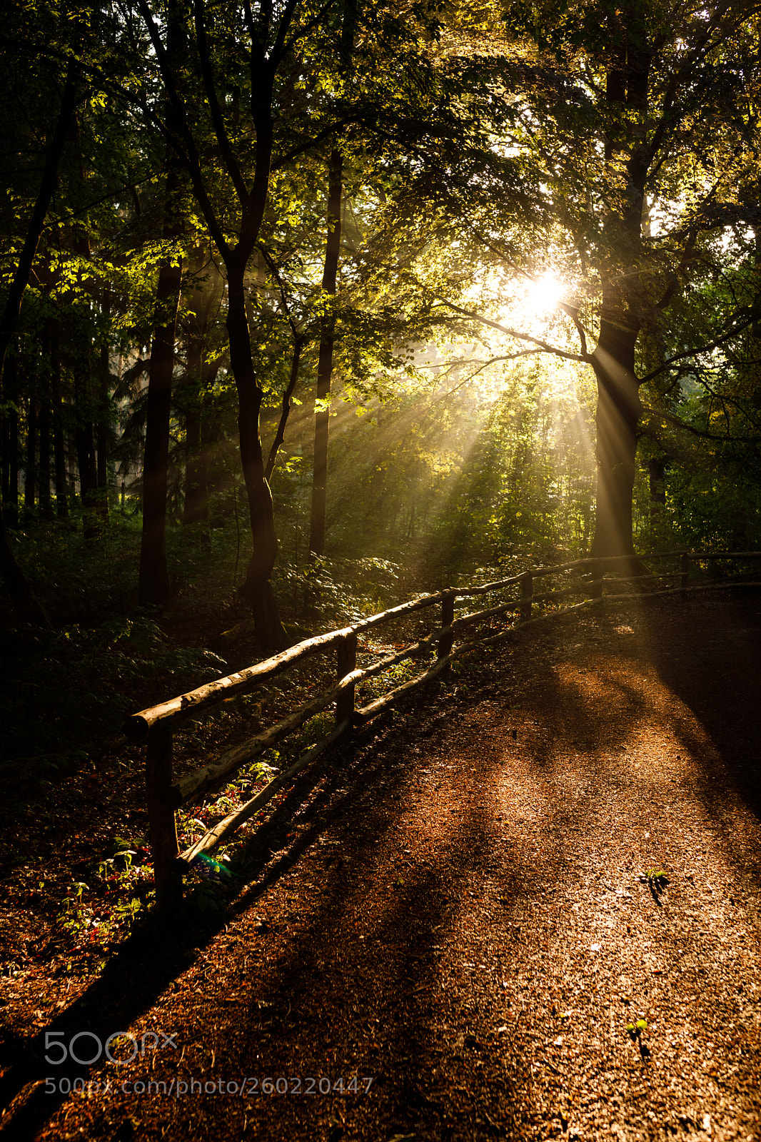 Canon EOS 5D Mark IV sample photo. Wald & bäume photography