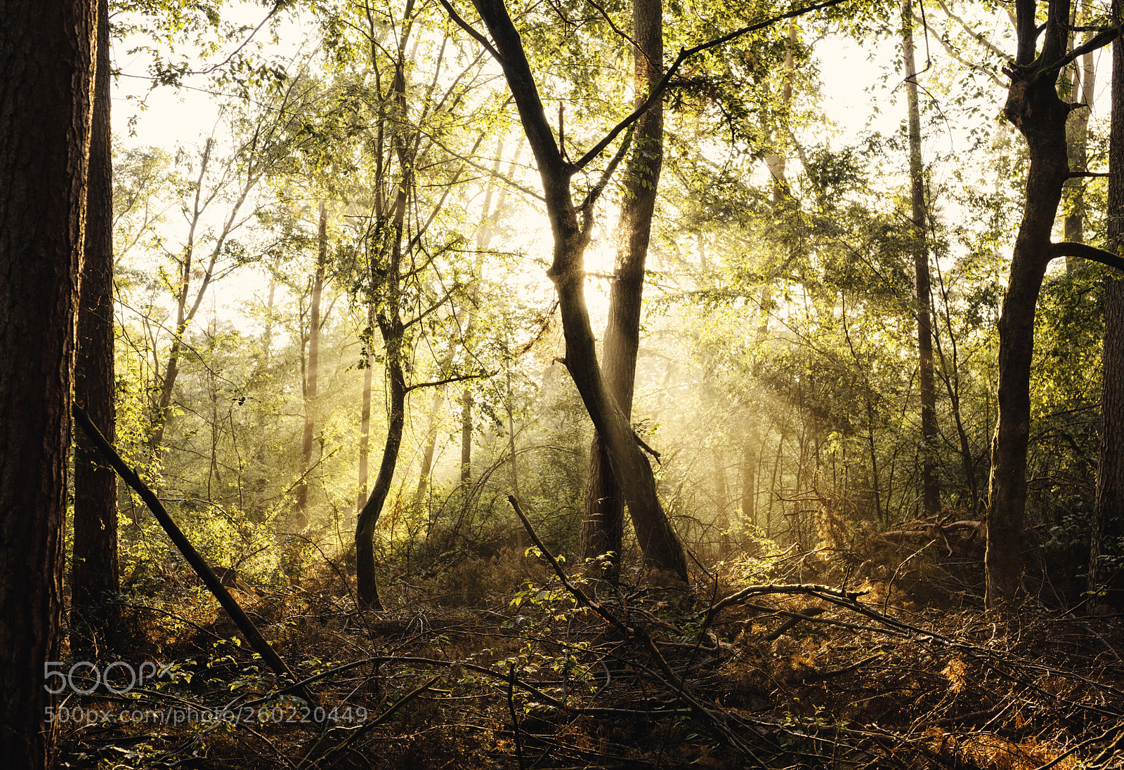 Canon EOS 5D Mark IV sample photo. Wald & bäume photography