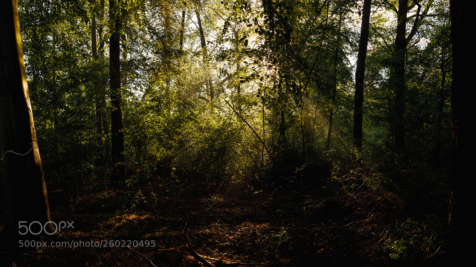 Canon EOS 5D Mark IV sample photo. Wald & bäume photography