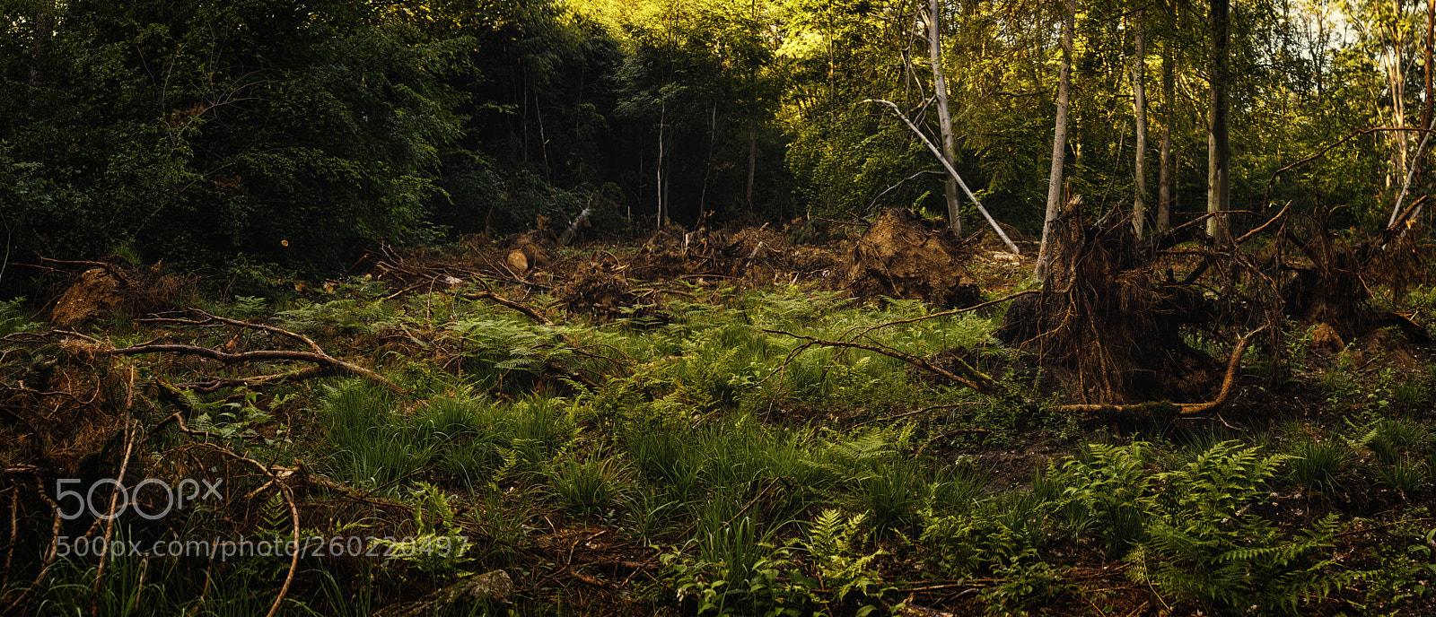 Canon EOS 5D Mark IV sample photo. Wald & bäume photography