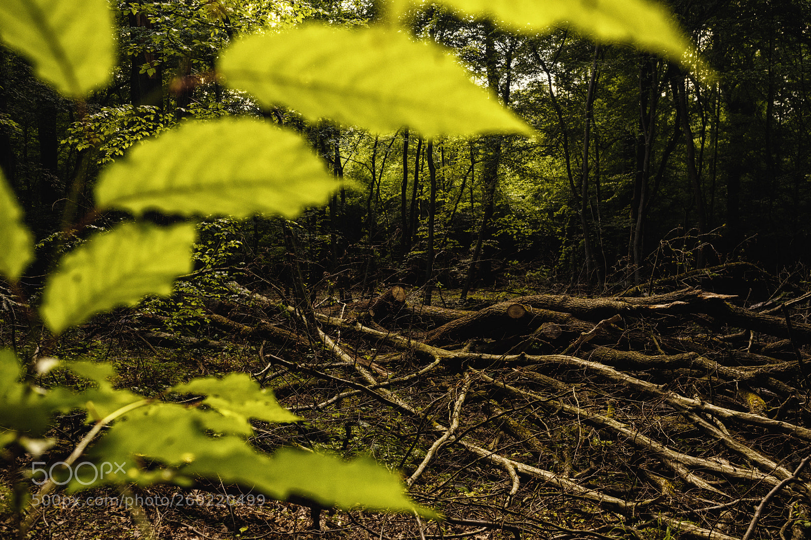 Canon EOS 5D Mark IV sample photo. Wald & bäume photography