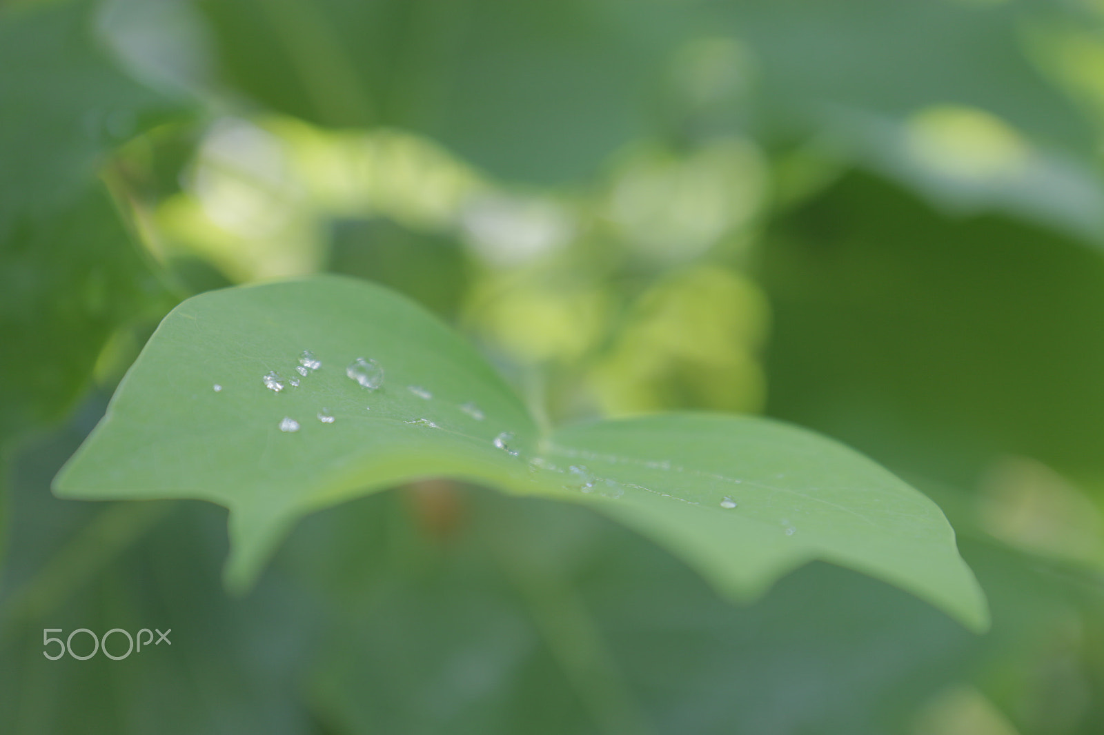 Canon EF-S 17-55mm F2.8 IS USM sample photo. Tulipafera after morning rain photography