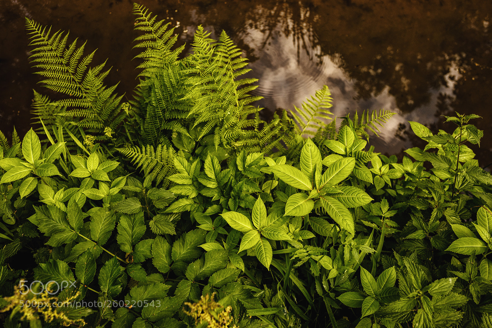 Canon EOS 5D Mark IV sample photo. Wald & bäume photography
