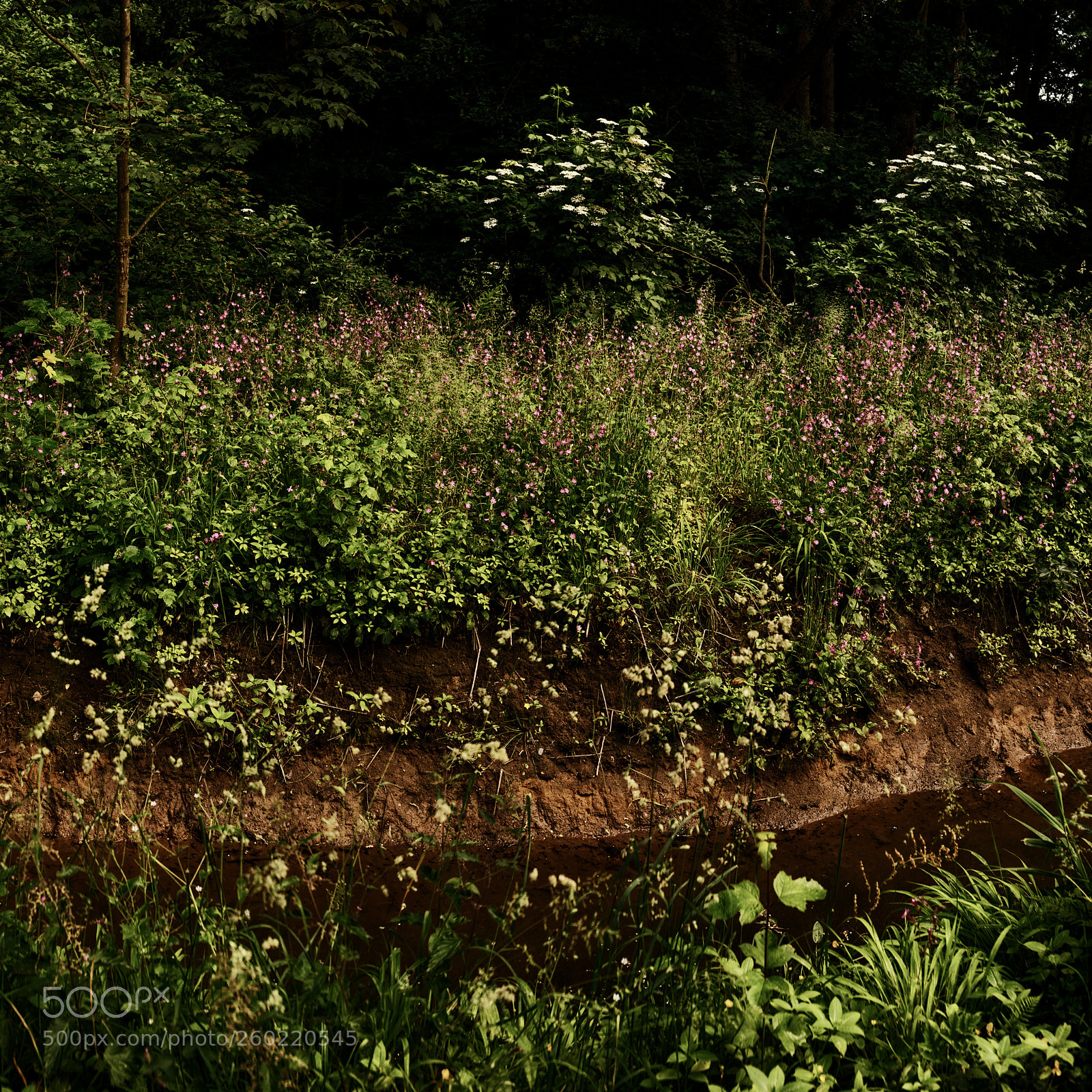 Canon EOS 5D Mark IV sample photo. Wald & bäume photography