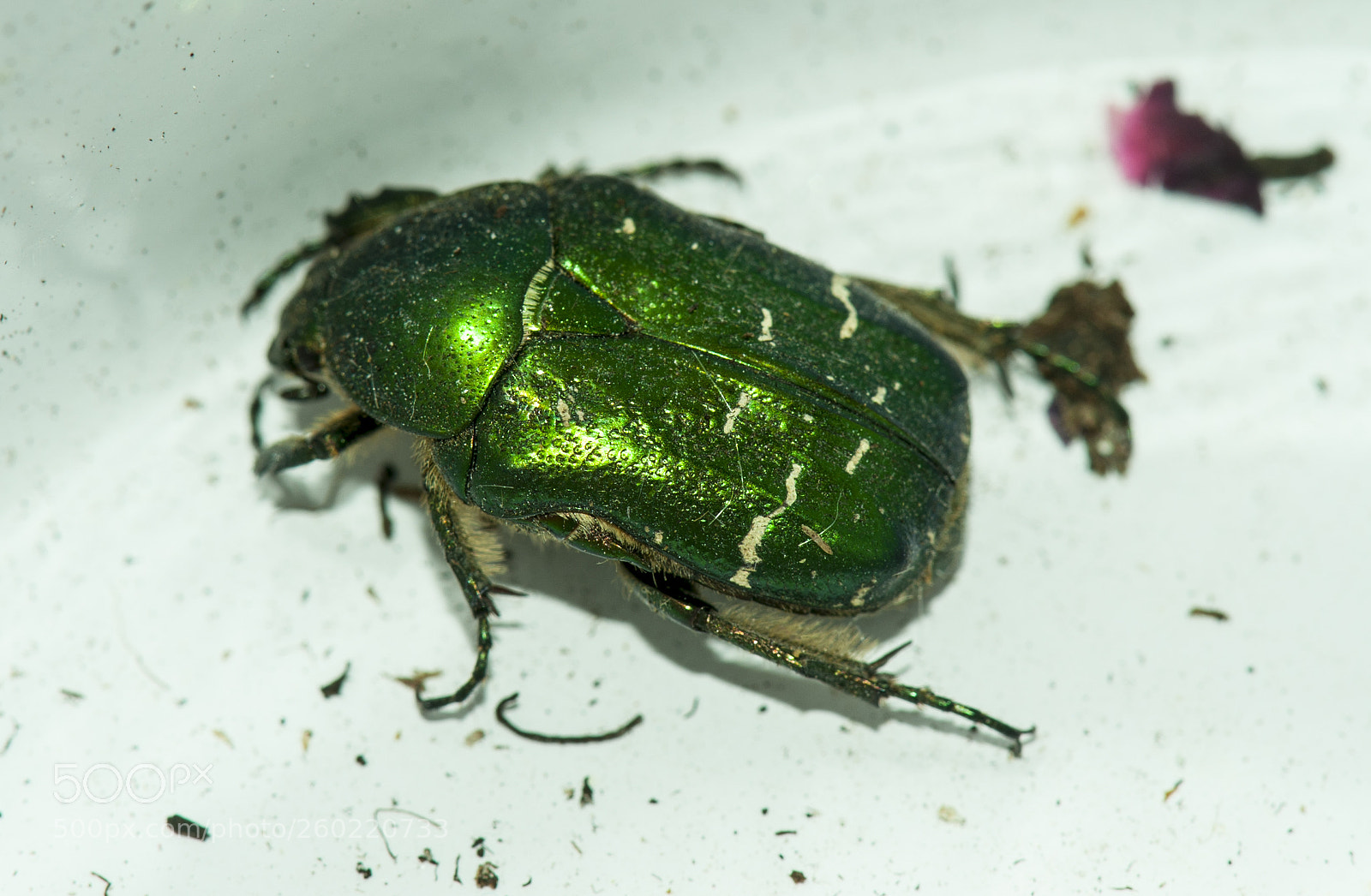 Nikon D700 sample photo. A green golden beatle. photography