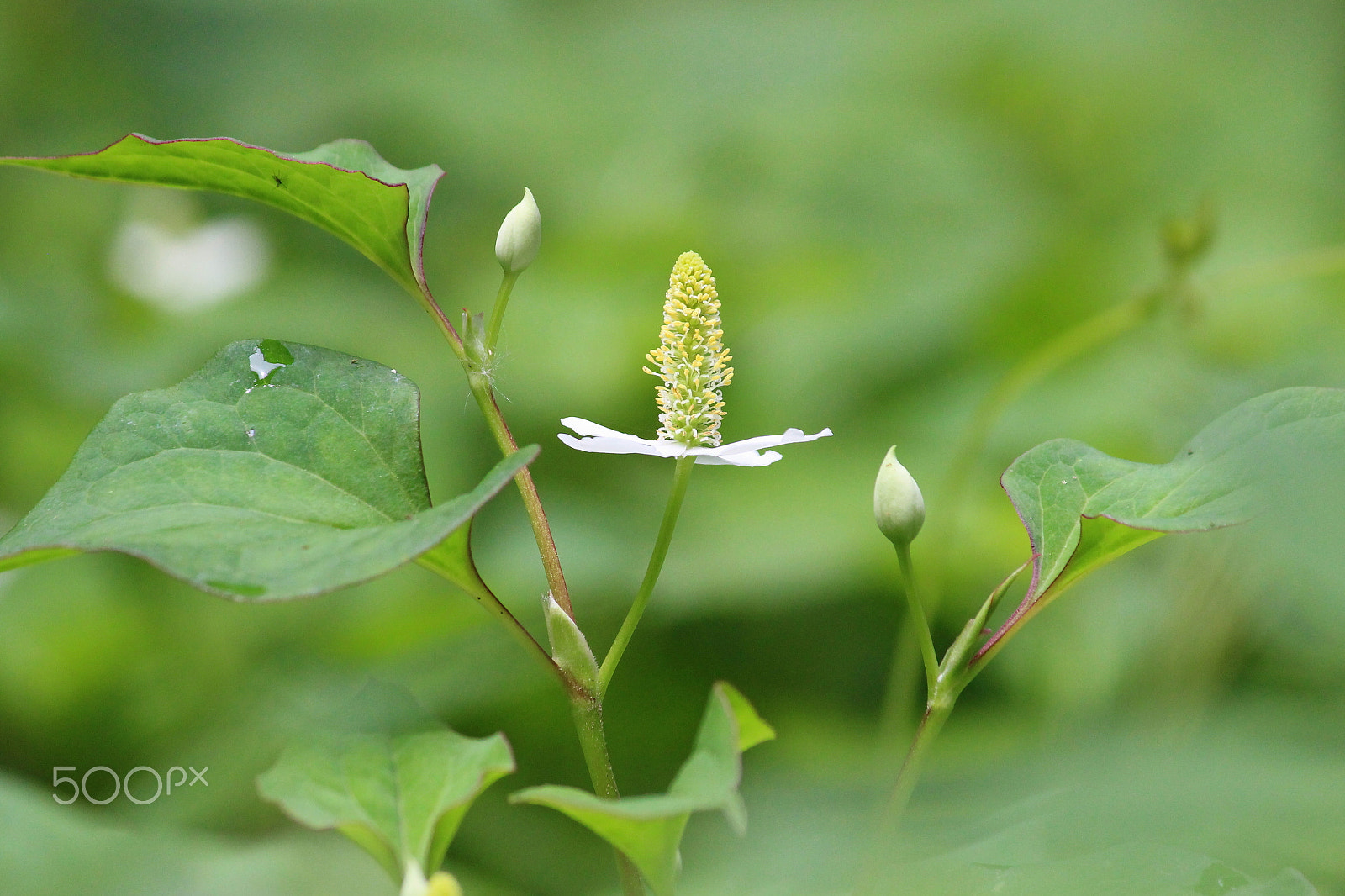 Canon EOS 100D (EOS Rebel SL1 / EOS Kiss X7) + Canon EF-S 55-250mm F4-5.6 IS II sample photo. Fish herb photography