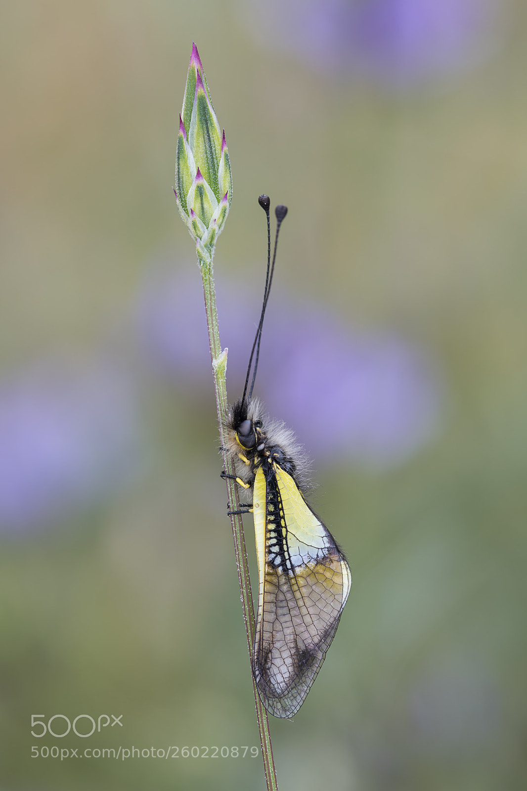 Nikon D850 sample photo. Libelloides photography