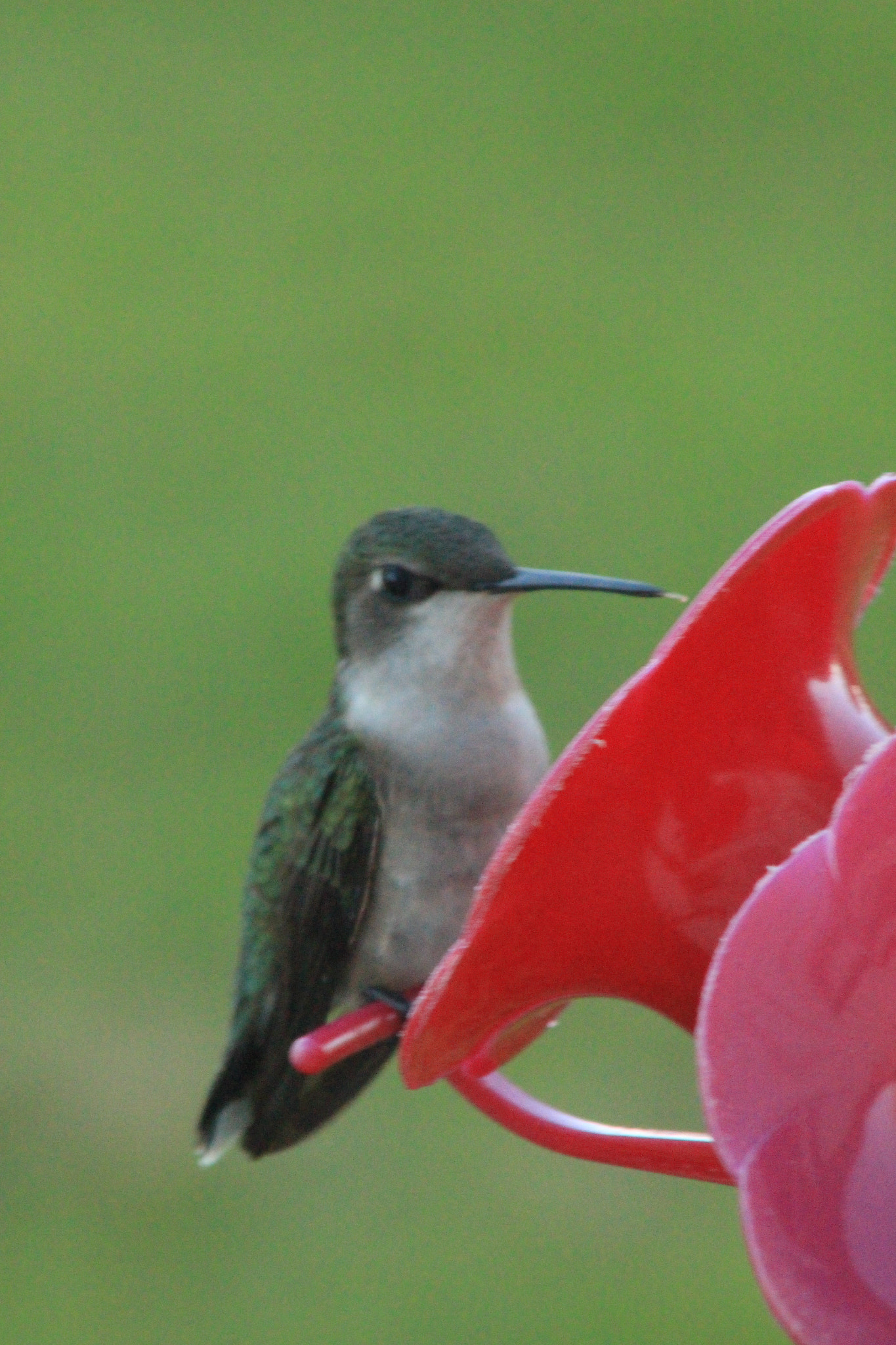 Canon EOS 100D (EOS Rebel SL1 / EOS Kiss X7) sample photo. Humling bird photography