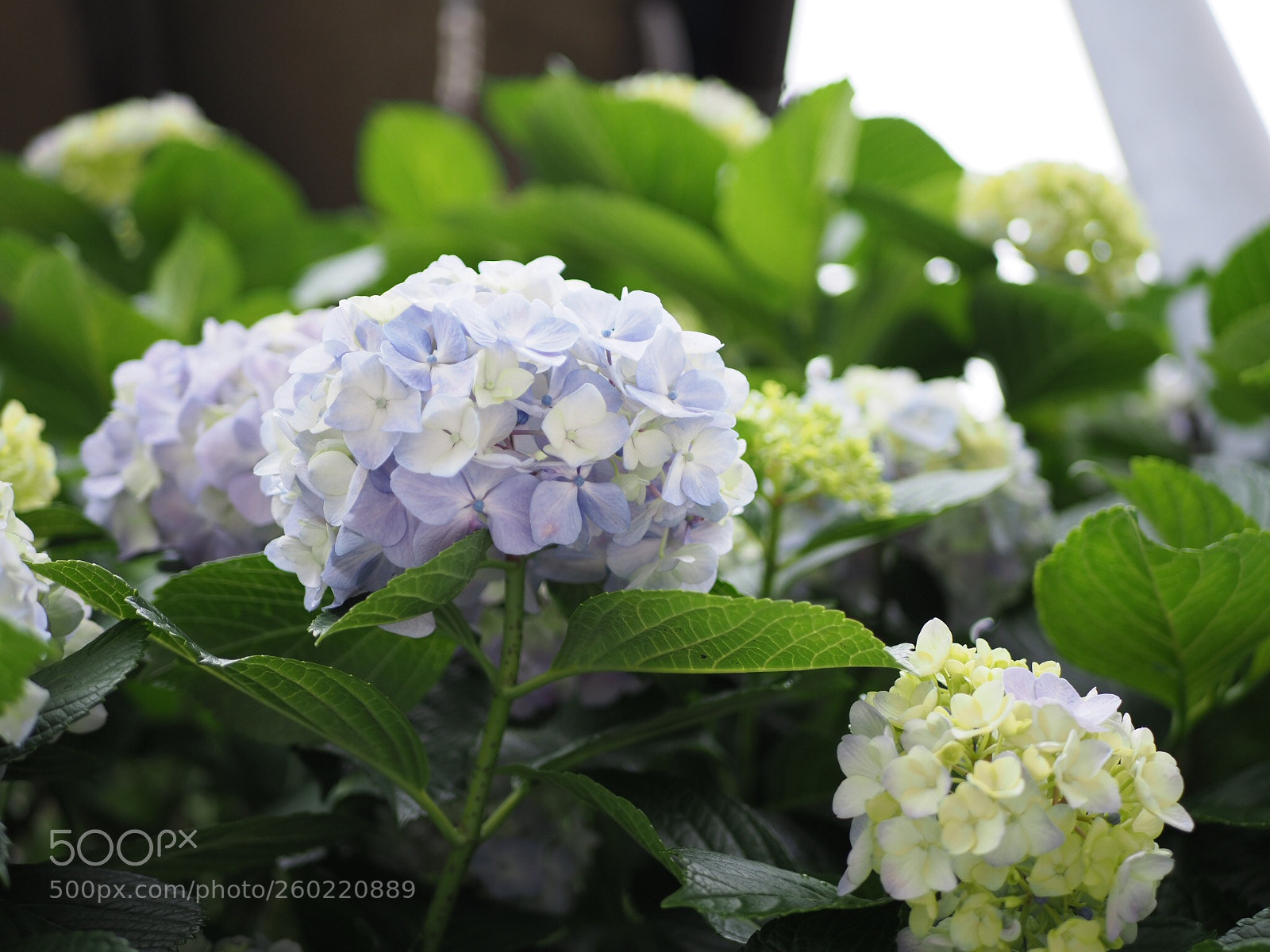 Olympus OM-D E-M1 Mark II sample photo. Rainy season is about photography
