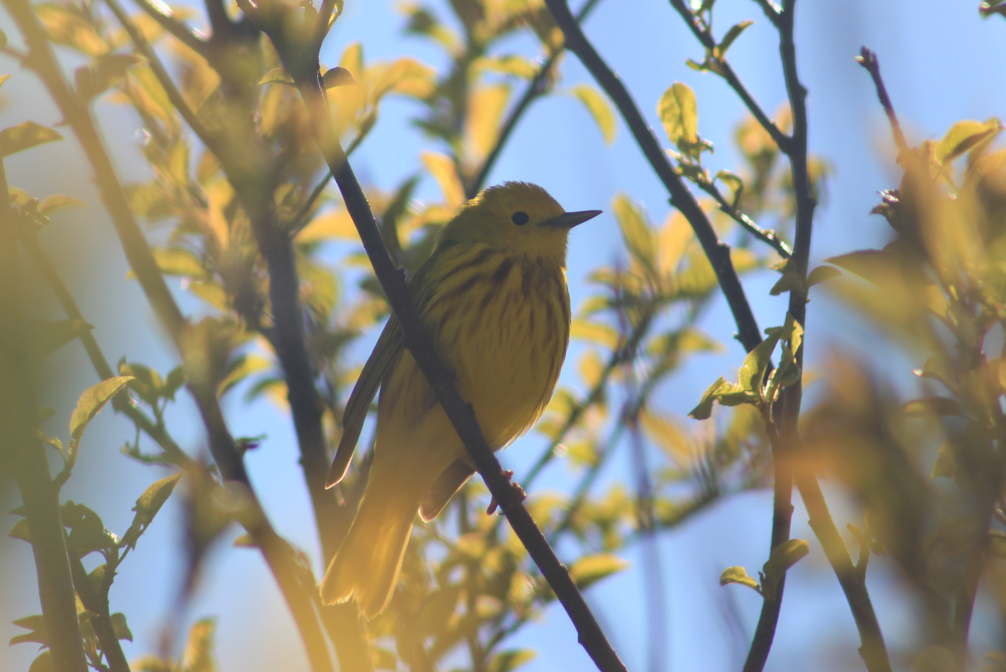 Canon EOS 100D (EOS Rebel SL1 / EOS Kiss X7) + Canon EF 75-300mm f/4-5.6 USM sample photo. Yellow warbler photography