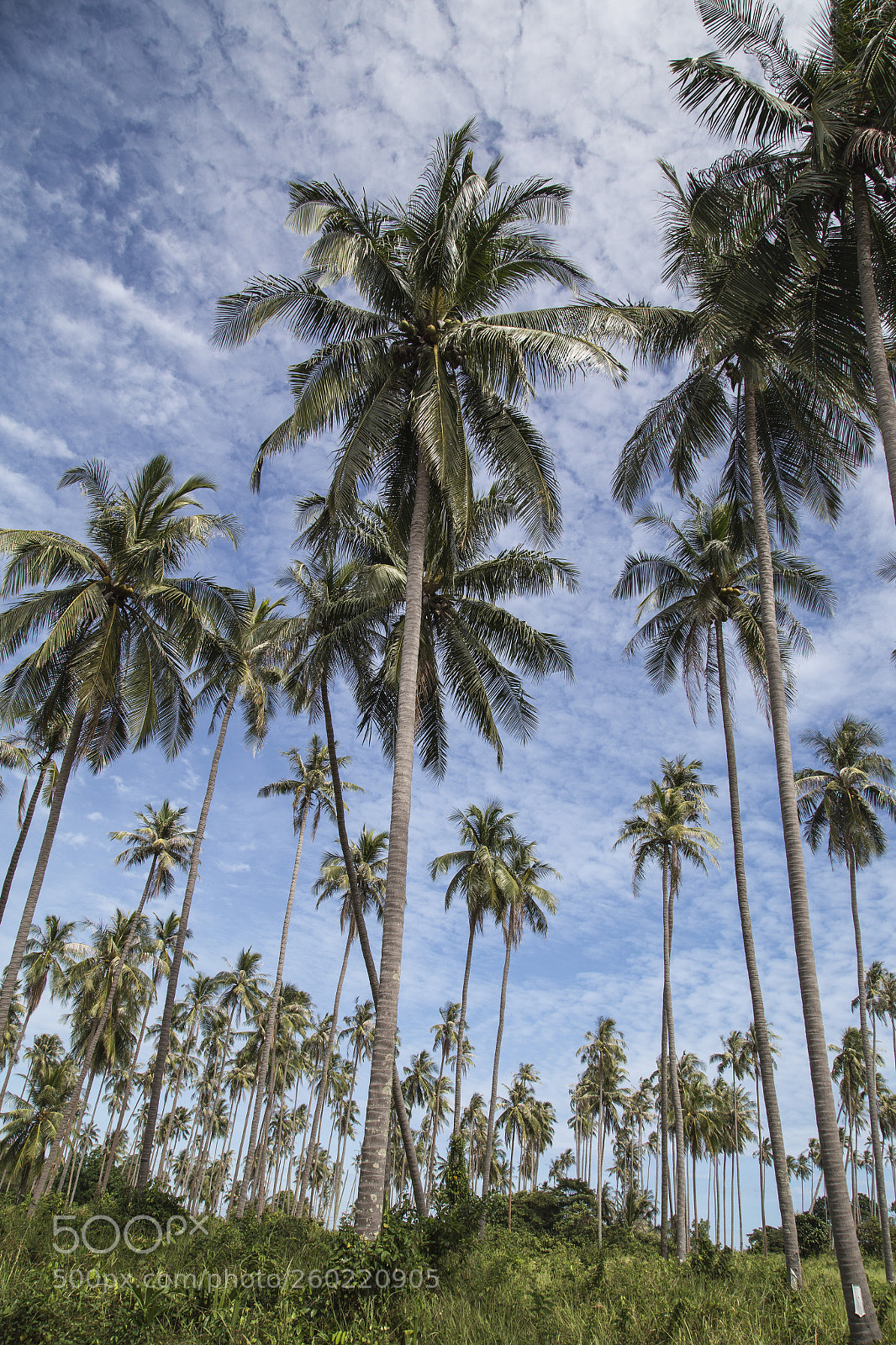 Canon EOS 6D sample photo. Coconut fields photography