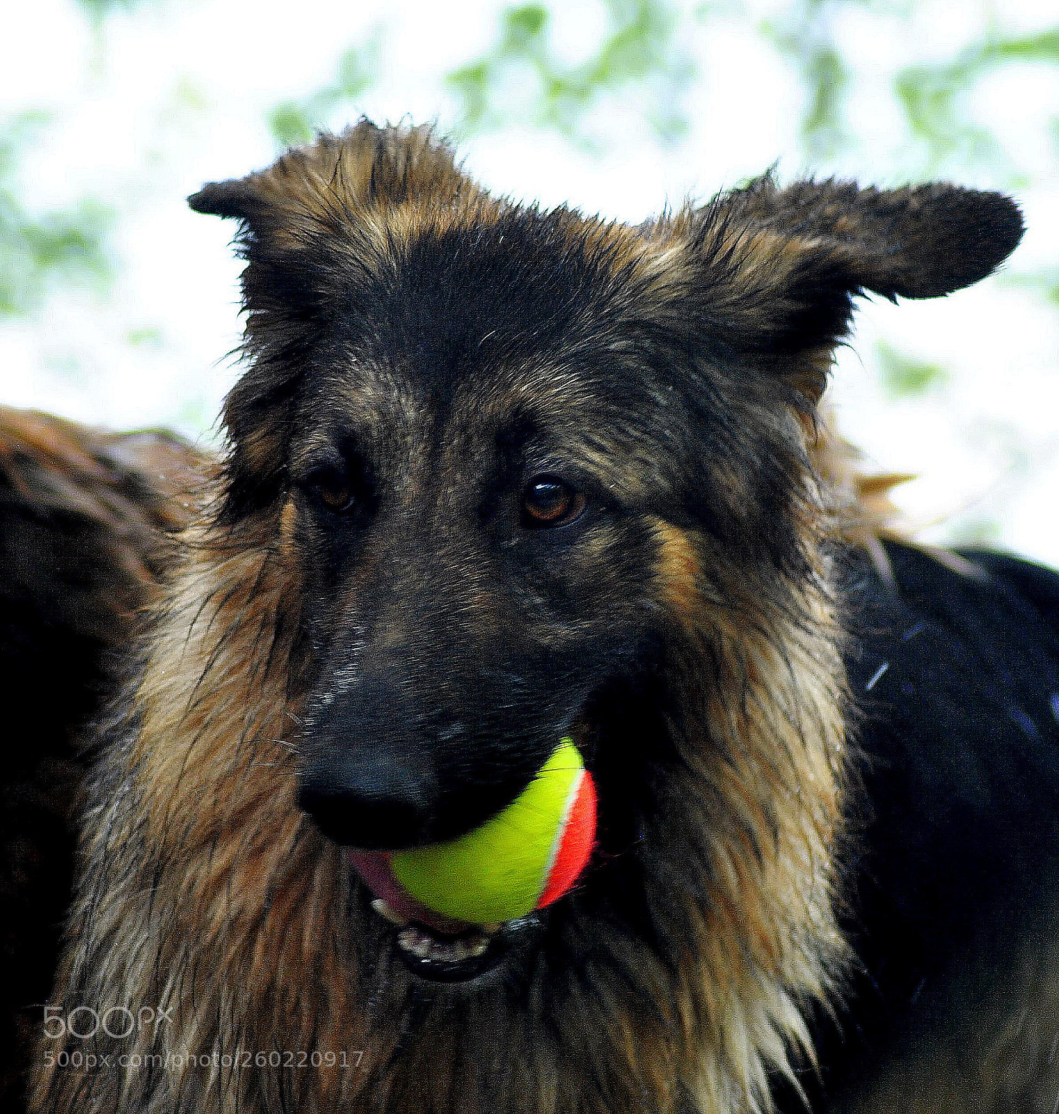 Nikon D3000 sample photo. Bursting   to  play photography