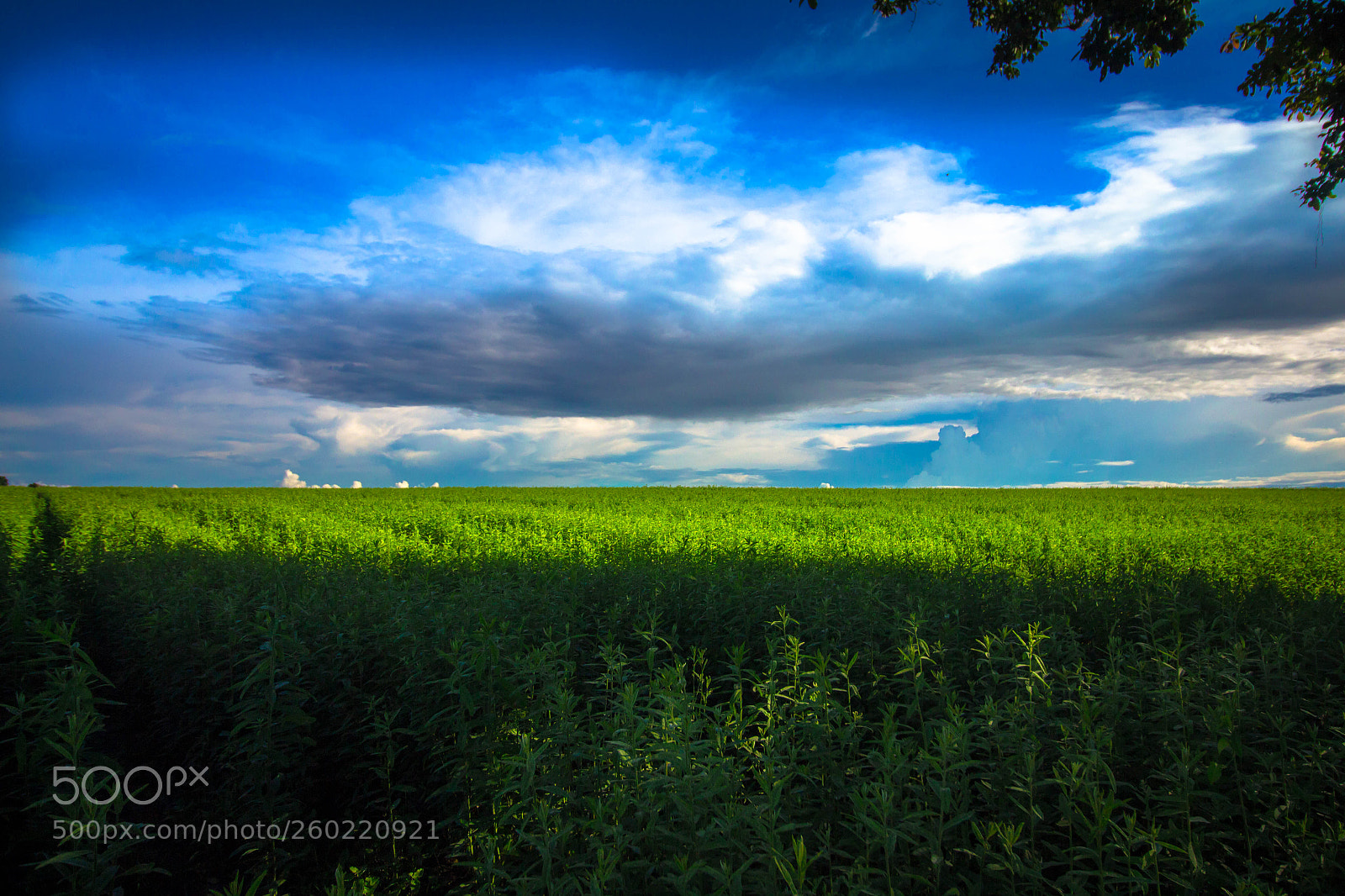 Canon EOS 650D (EOS Rebel T4i / EOS Kiss X6i) sample photo. Meadow sunhemp photography