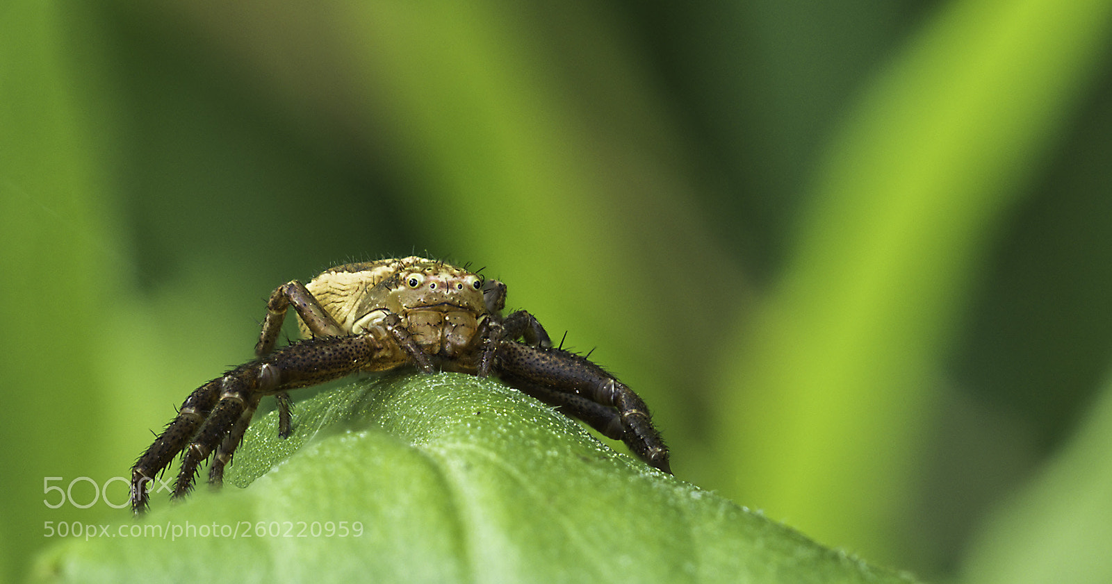 Olympus OM-D E-M1 Mark II sample photo. Tiny spider on green photography