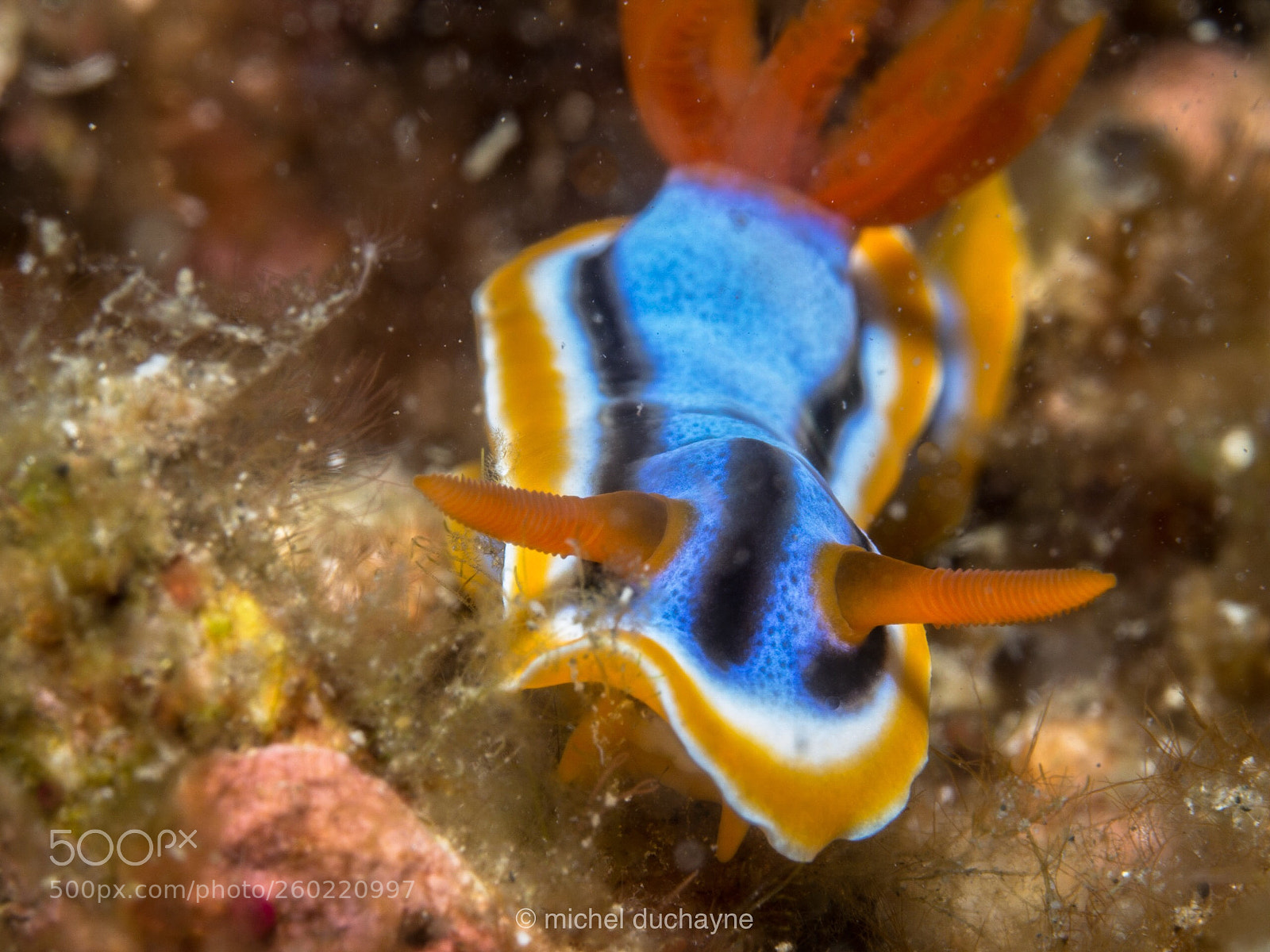 Olympus OM-D E-M10 II sample photo. Speedy nudi photography