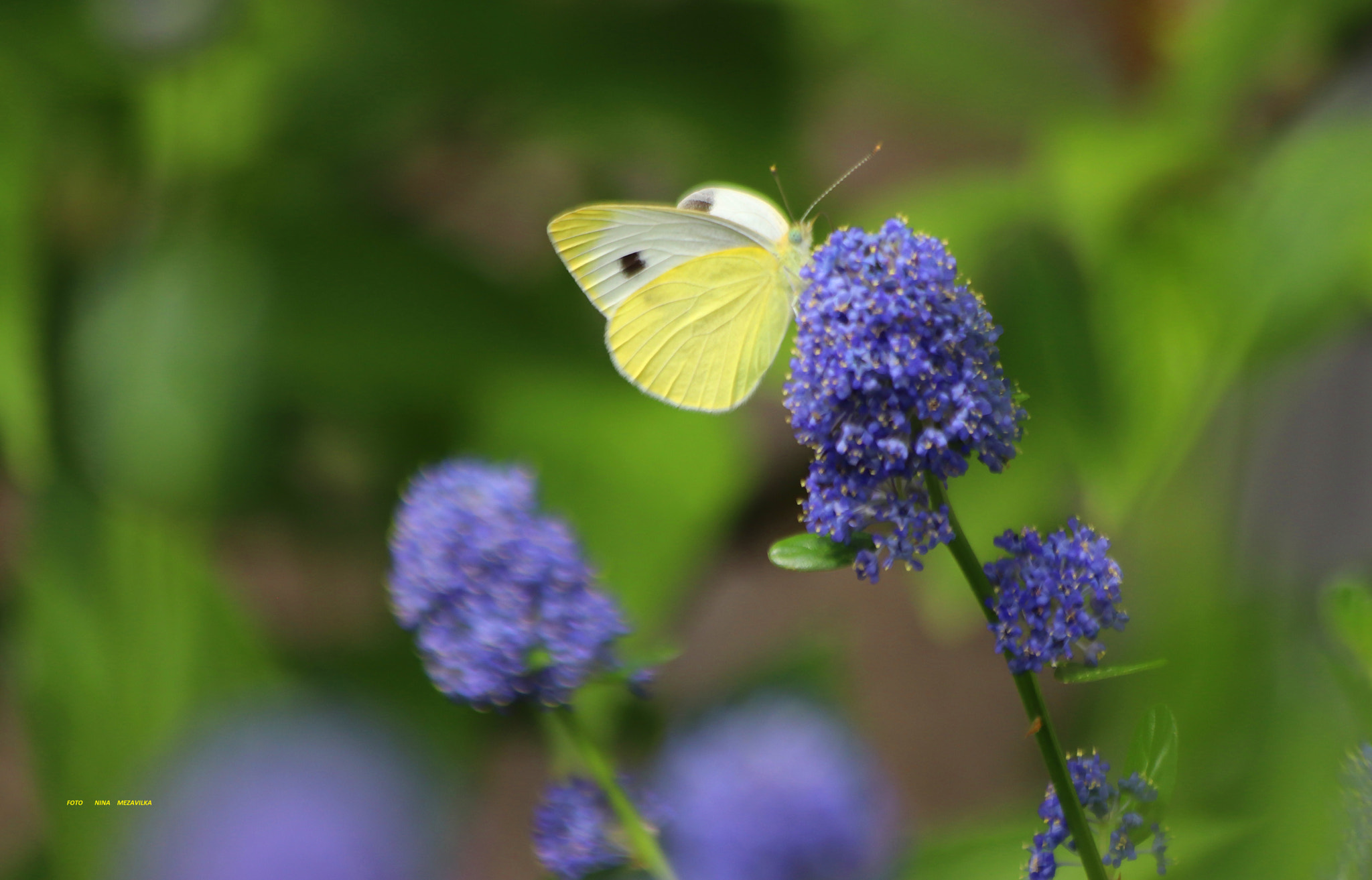 Canon EOS 800D (EOS Rebel T7i / EOS Kiss X9i) sample photo. Die blume photography