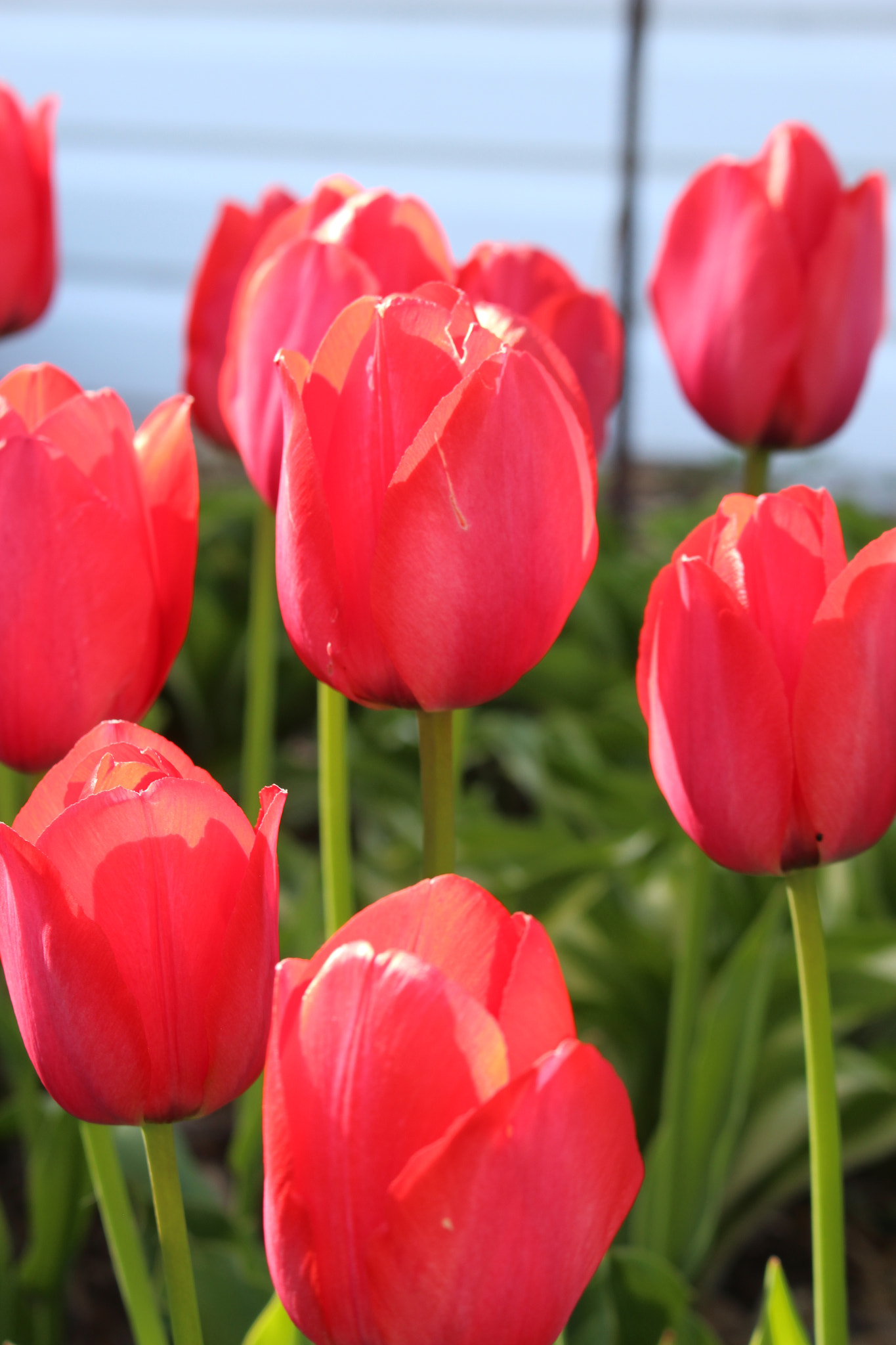 Canon EOS 100D (EOS Rebel SL1 / EOS Kiss X7) sample photo. Dutch tulips photography